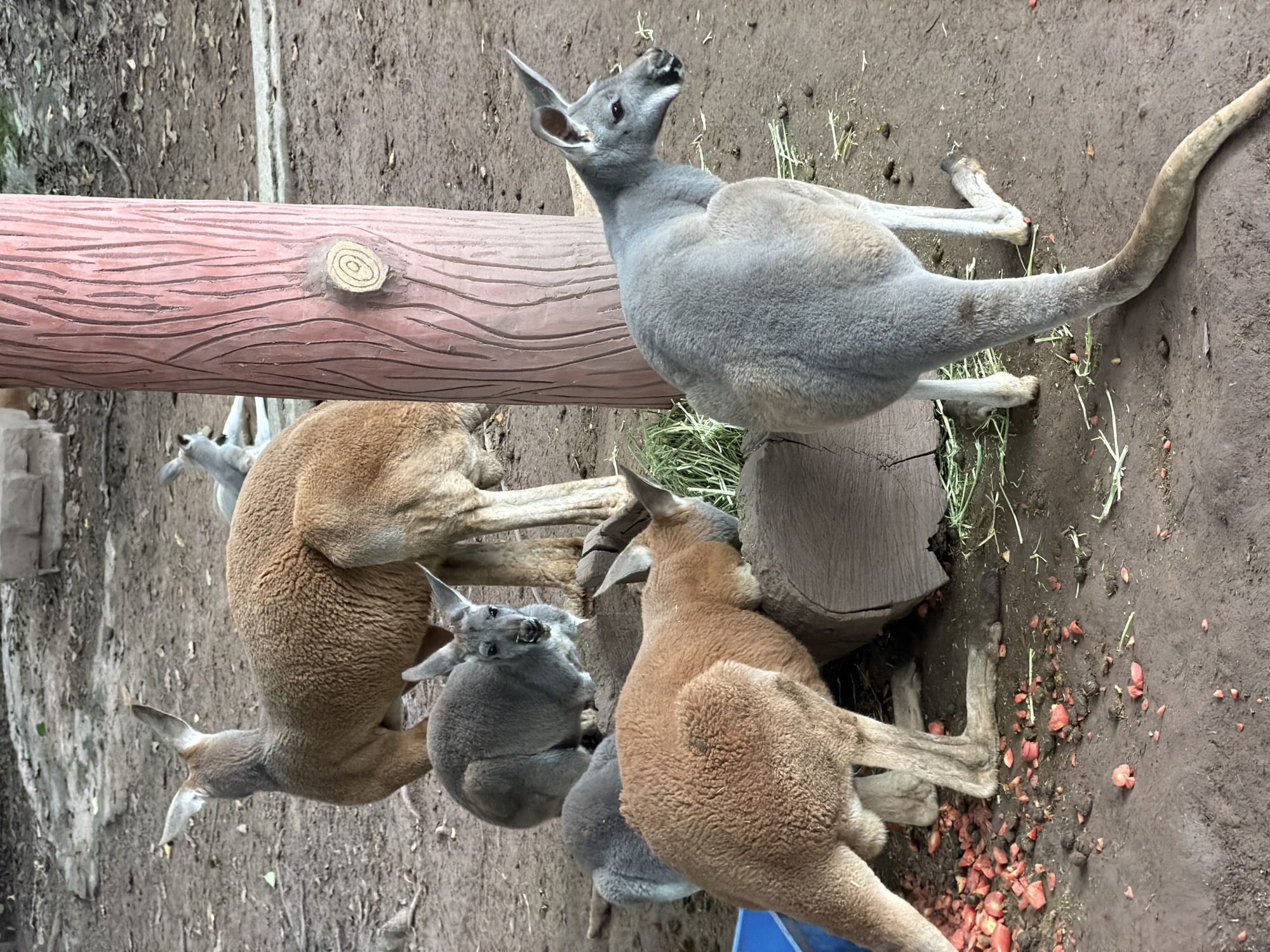 A group of kangaroos are gathered in an outdoor enclosure. A large, reddish-brown kangaroo stands facing away from the camera, its hindquarters filling the upper center of the frame. To its left, a smaller, gray kangaroo is visible, looking towards the camera. In the foreground, another reddish-brown kangaroo is eating from a pile of hay and chopped carrots. To its right, a gray kangaroo stands facing away from the camera, its tail curving towards the lower right. The ground is covered in dirt, with scattered pieces of carrots and hay. A large, pink, tree-like structure with carved lines is positioned to the right of the frame. The background shows a dirt path and some foliage. The overall impression is a zoo or wildlife park setting.