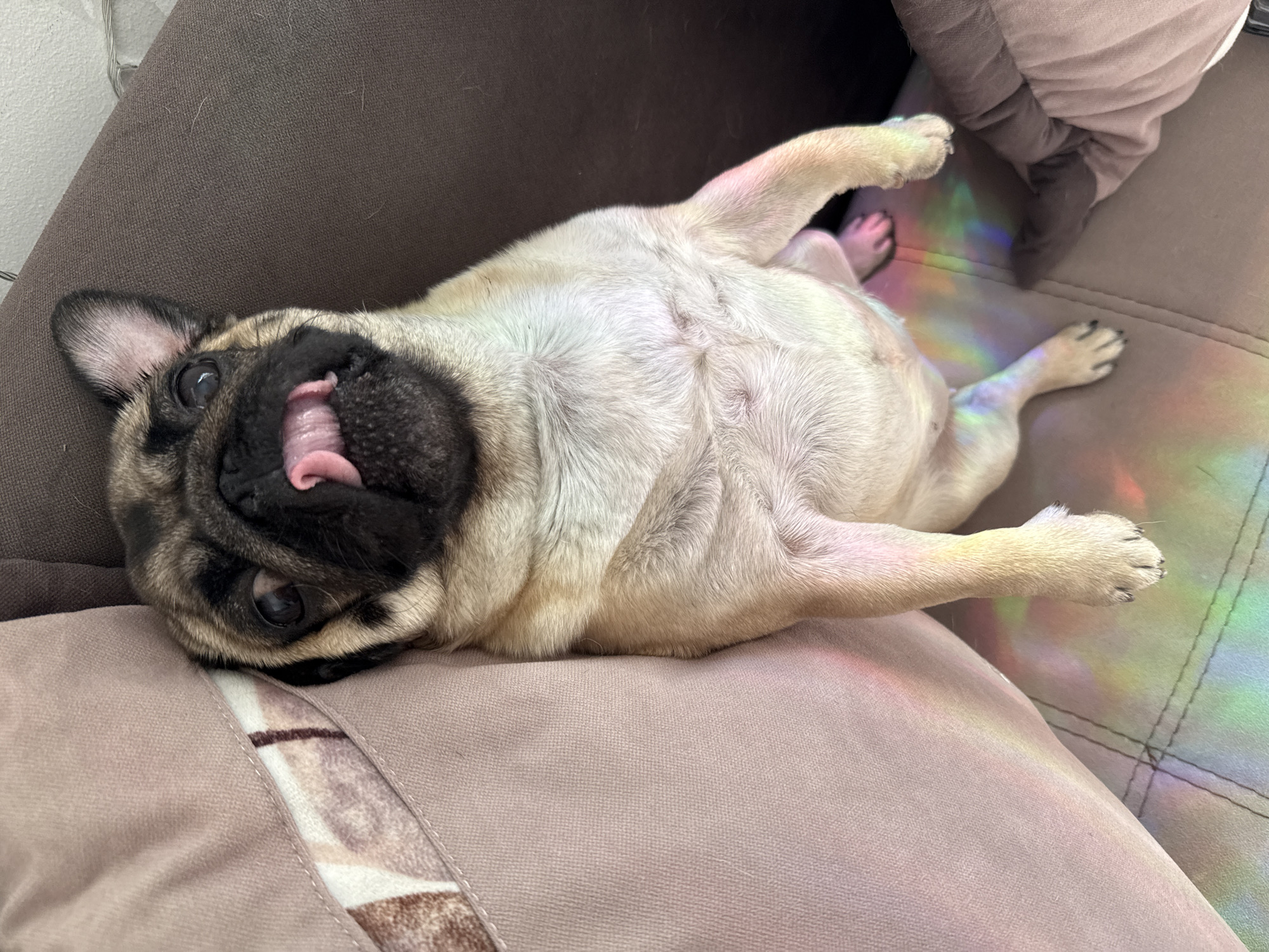 A pug dog is lying on its back on a sofa. The dog's tongue is sticking out. A rainbow light reflection is visible on the sofa and dog's fur. The sofa is brown and pink. The location is unknown.