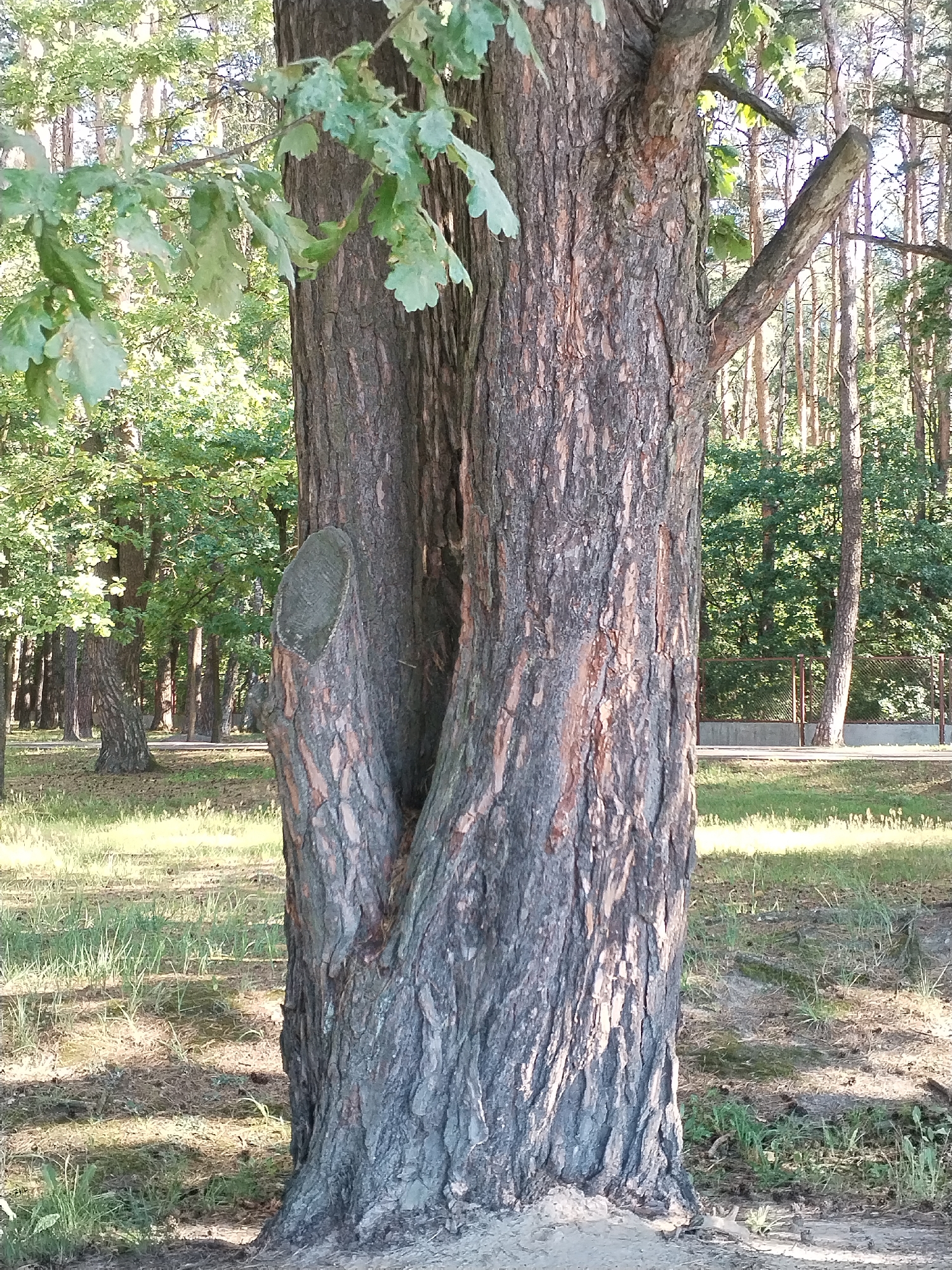 In an outdoor scene, the foreground is dominated by the thick, textured bark of a split tree trunk, with one side appearing to have been sawn off at an angle. The trunk is dark gray and deeply fissured, with hints of reddish-brown color showing through. Above the trunk, green leaves on a branch cast dappled shadows. The midground reveals a grassy area with patches of dry leaves and pine needles scattered on the ground. Beyond this, a dense forest of tall, slender pine trees stretches into the background under a bright sky. To the right of the main tree, a glimpse of a wire fence and a concrete path suggests a park or recreational area. The overall lighting indicates it is daytime, likely with sunlight filtering through the trees.
