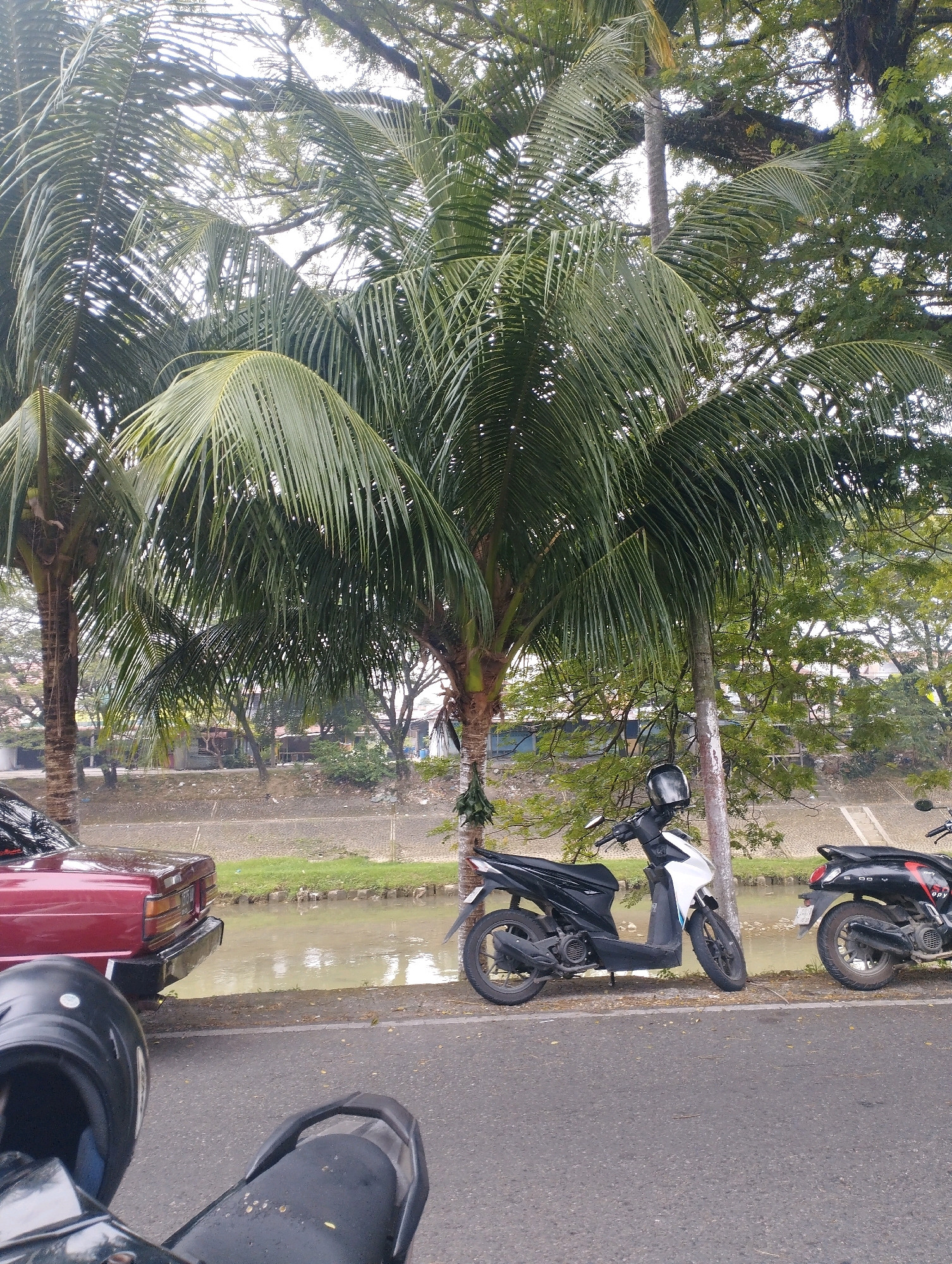 The image depicts a street scene in Padang, Indonesia, characterized by a row of vehicles parked along a roadside adjacent to a body of water. Dominating the foreground are two motorcycles, one white and black and another black. A portion of a red car is visible to the left. Overhead, the fronds of several palm trees cast a shadow over the scene, with lush green foliage and dense tree cover suggesting a tropical environment. The background reveals a channel of water, likely a river or canal, with a low embankment and some structures or buildings visible on the opposite side, hinting at an urban or semi-urban setting. The overall impression is one of everyday life in a warm climate, with parked vehicles and natural elements coexisting.