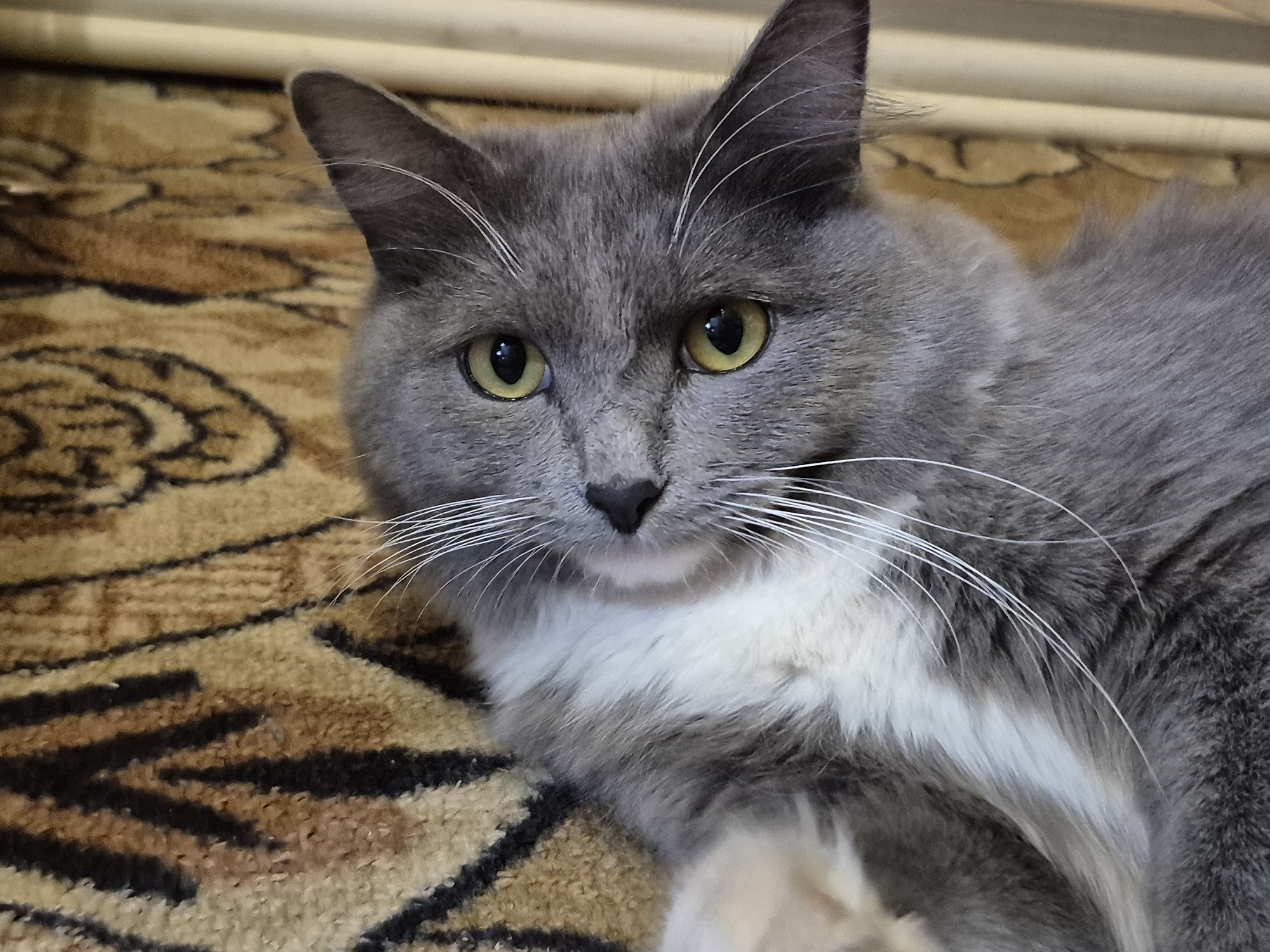 A grey and white cat lies on a brown, patterned carpet. The cat has yellow eyes and long white whiskers. The location in Votkinsk, Russia is not discernible from the image.