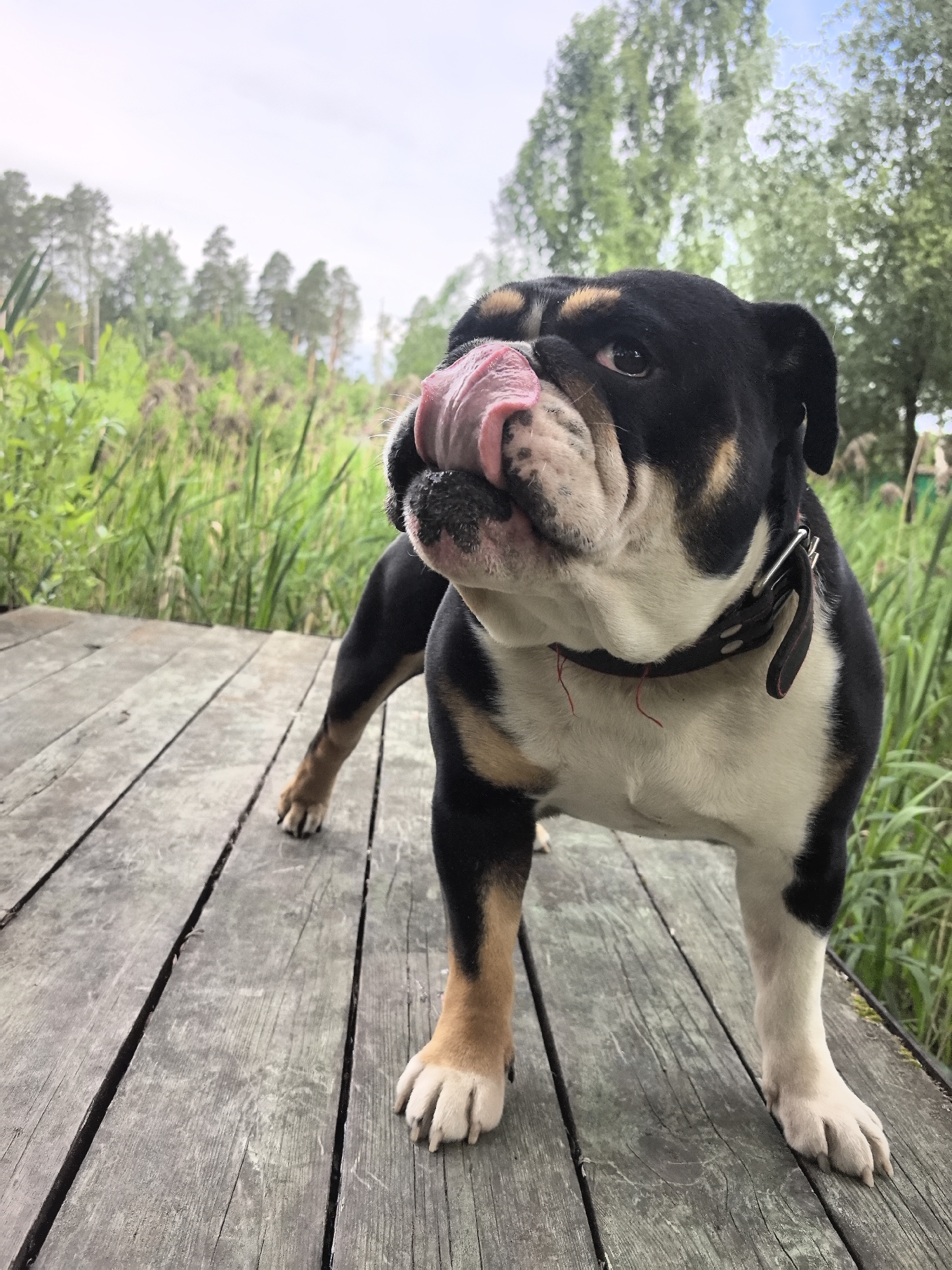 An English Bulldog, with black, white, and tan markings, stands on a wooden deck, licking its nose with its pink tongue. The dog is wearing a black collar with silver hardware and a red string is attached to the collar. The deck is made of weathered, gray wooden planks. In the background, tall green grasses and reeds are visible, interspersed with trees under a cloudy sky. The scene appears to be in an outdoor, natural setting, possibly a park or waterfront area. There is no indication of the city of Noviy, Russia, or any specific urban environment.