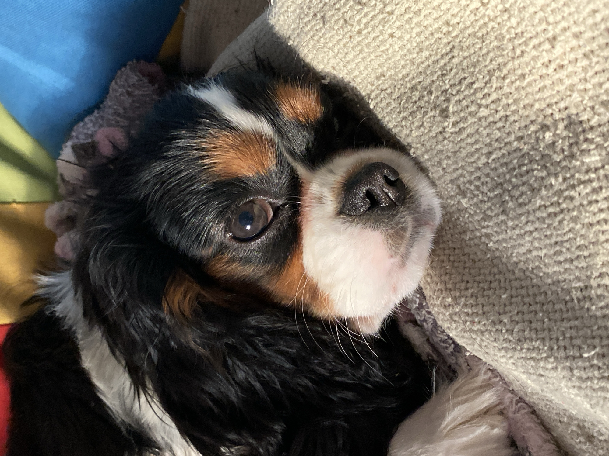 A close-up shot focuses on the head of a Cavalier King Charles Spaniel dog. The dog's coat is tri-colored with black, brown, and white markings. The dog is lying down, with its head resting on a textured, light-colored surface, possibly a blanket or cushion. The dog's nose is black and slightly wet, and its single visible eye is brown and alert. The background includes hints of a blue object and a multi-colored fabric. There is no information to suggest that this photograph was taken in the city of Votkinsk, Russia.