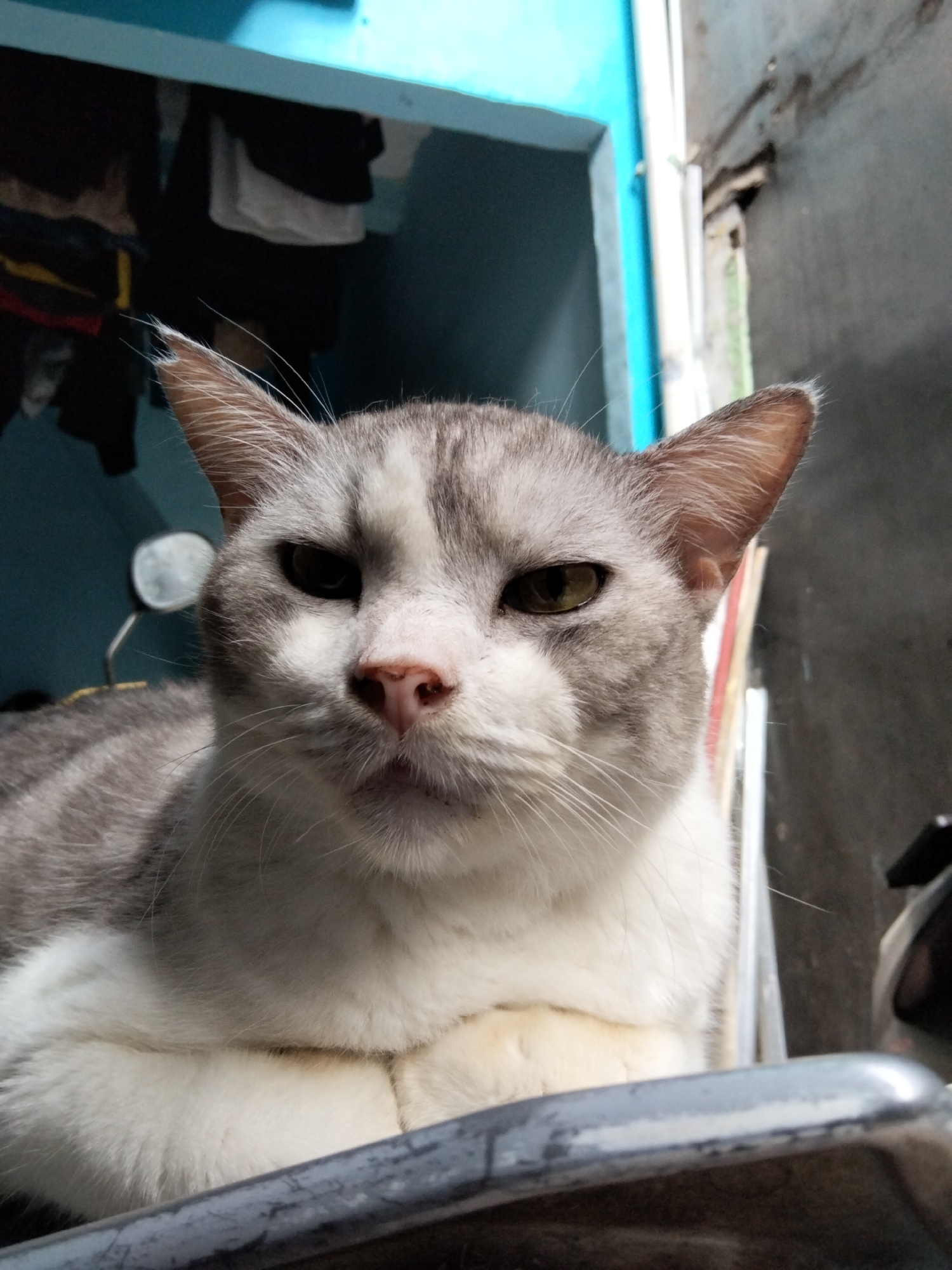 A grey and white cat is lying down, with its front paws tucked under its chest. The cat is looking directly at the camera. The background is blurred, but it appears to be an indoor setting with some clothing hanging on a rack. The overall lighting suggests it is daytime. The image is taken from a low angle, making the cat appear larger and more imposing. The location is East Jakarta, Indonesia.