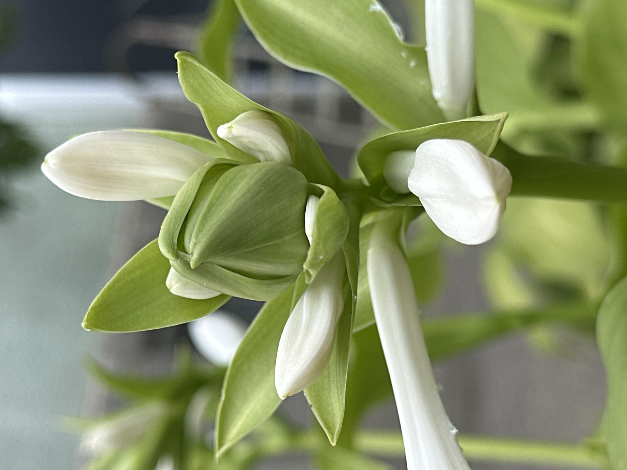 A close-up, slightly angled shot shows a white flower bud, partially open, surrounded by green leaves. The bud is pointed and elongated, with delicate white petals beginning to unfurl. The leaves are broad and a vibrant green, some cupping the flower. A few other white flower petals are visible in the background, some elongated and tubular. The overall impression is one of new growth and delicate beauty. The location in the city of Essentuki, Russia is not evident from the image itself.