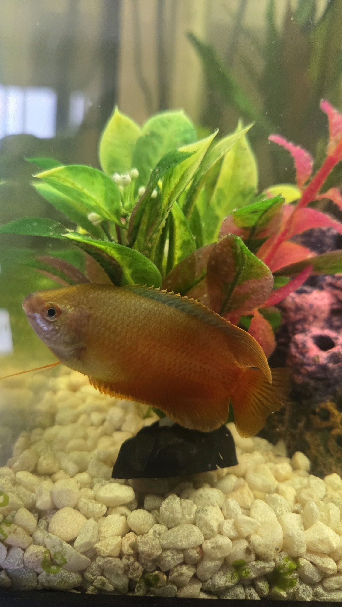 A medium shot captures a dwarf gourami fish swimming in an aquarium. The fish, predominantly orange with hints of red and blue, is positioned in the center-left of the frame. Its body is elongated, with visible scales and fins. Behind the fish, artificial aquatic plants with green and pink leaves create a vibrant backdrop. The aquarium floor is covered with small, light-colored pebbles. A black, amorphous object, possibly a decoration or a filter component, is partially visible beneath the fish. The overall environment appears to be a domestic aquarium, likely located within a residence. No specific geographic markers for Oak Lawn, United States of America are discernable in the image.
