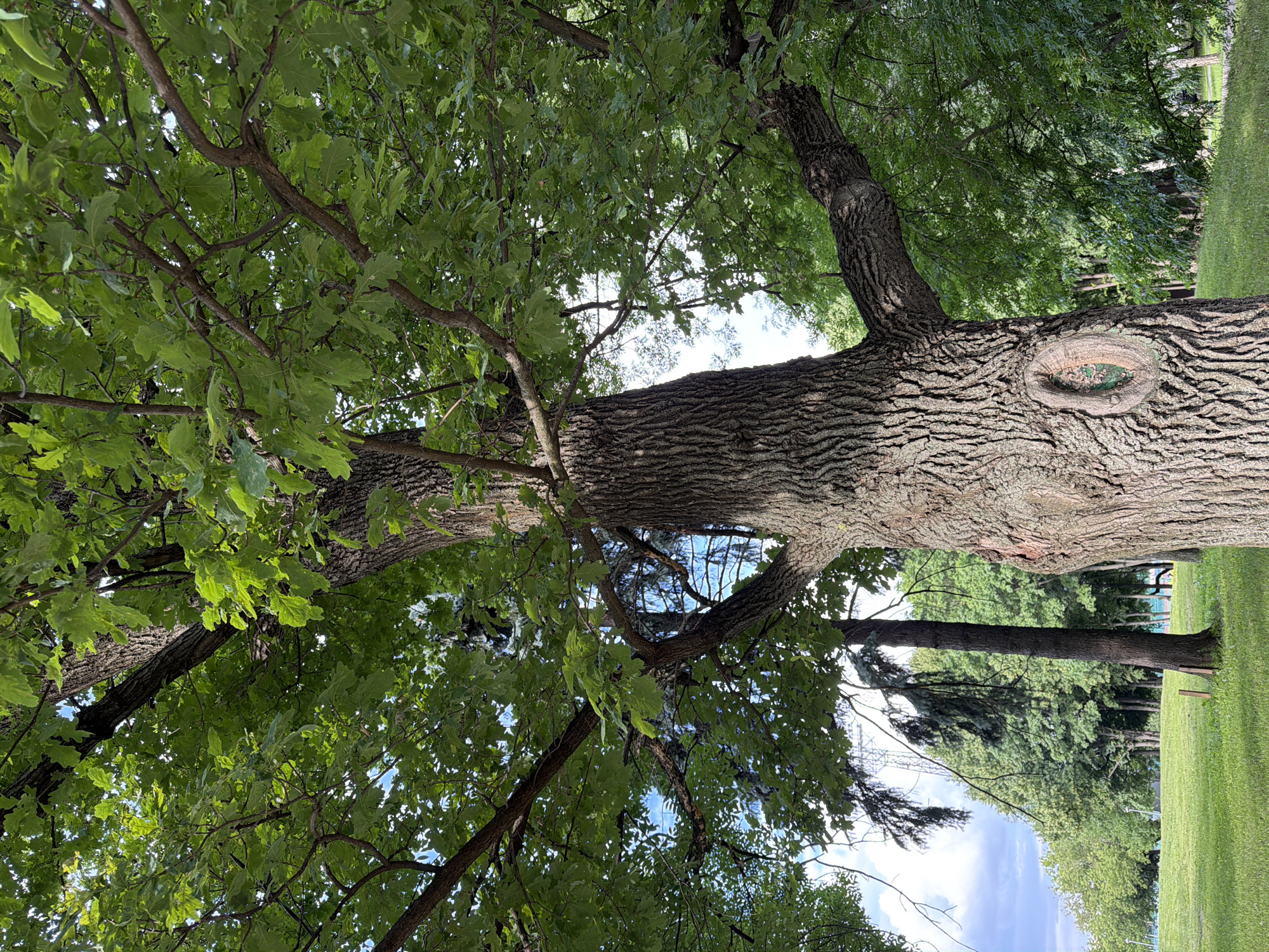 The image depicts a close-up view of a large tree trunk with textured bark and a notable oval-shaped knot. Lush green leaves and branches from the tree fill the upper portion of the frame, obscuring the sky in many areas. In the background, a lawn slopes gently, and a line of various trees forms a treeline. The lighting suggests it is daytime, with some shadows present, indicating the sun is out. The overall impression is one of a serene park or outdoor setting. There is no visible text.