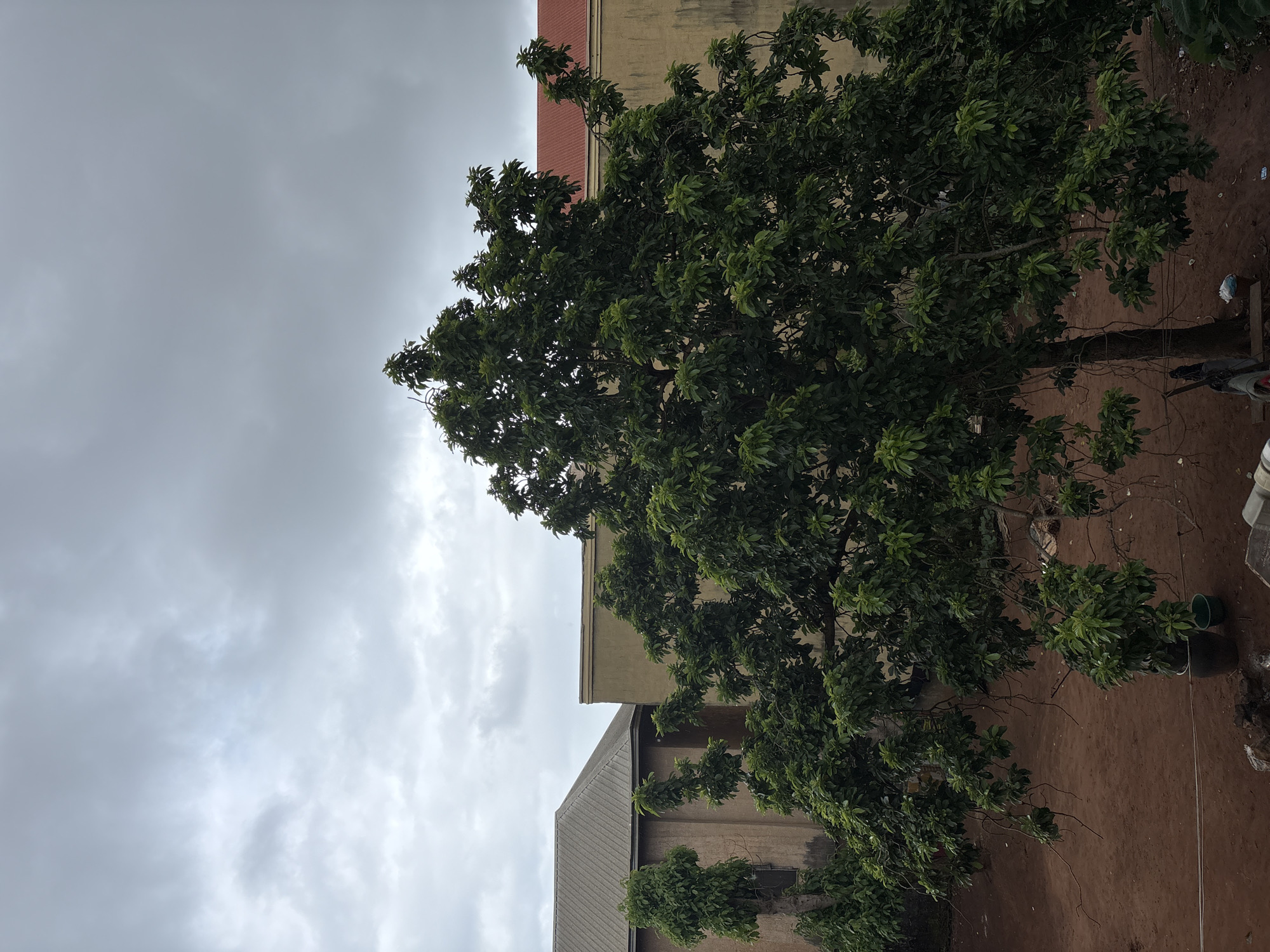 A cloudy, overcast sky looms over a scene in the city of Onitsha, Nigeria, suggesting a potential for rain. In the foreground, a large, leafy green tree dominates the frame, its branches spread wide. Behind the tree, two buildings are visible. The building on the left has a gray, gabled roof and a tan-colored wall. To its right, another building features a red tiled roof and a pale yellow wall. The ground beneath the tree is a reddish-brown dirt. On the ground, near the base of the tree, are two pots, one dark-colored and larger, the other a lighter green and smaller. Some miscellaneous objects are scattered on the ground, including a white plastic bag and what appears to be a piece of lumber. The overall impression is of an outdoor space within a residential or urban area.