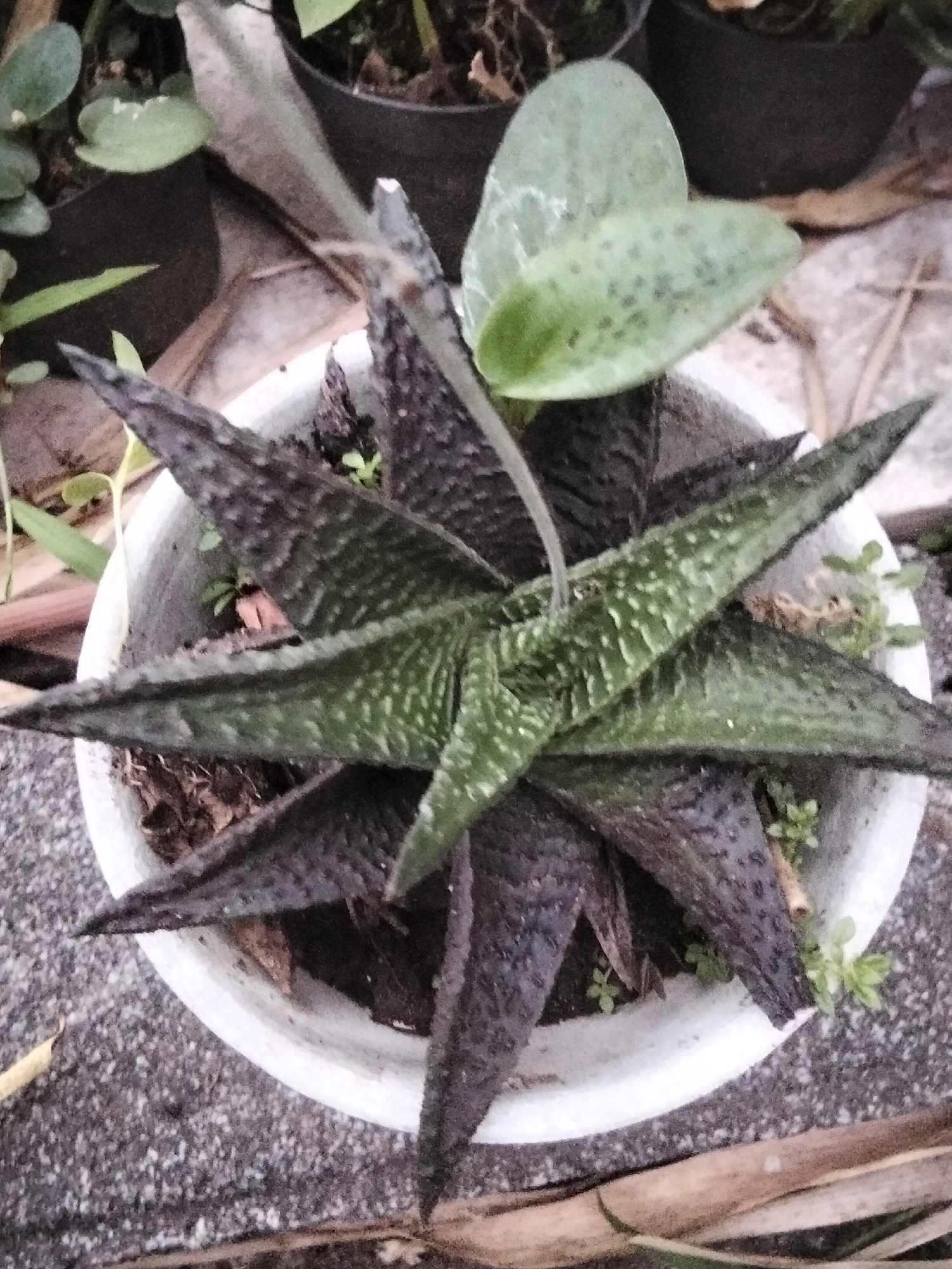 A close-up, overhead shot shows a potted succulent plant with dark, spiky leaves speckled with white. The pot is white and sits on a rough, grey surface. The plant has several leaves that point outwards, creating a star-like shape. Some small, green shoots are visible around the base of the plant within the pot. In the background, out-of-focus, are other potted plants and their dark pots, along with some dry, brown foliage. The overall scene appears to be an outdoor setting, possibly a garden or a yard. The location is described as Magelang, Indonesia.