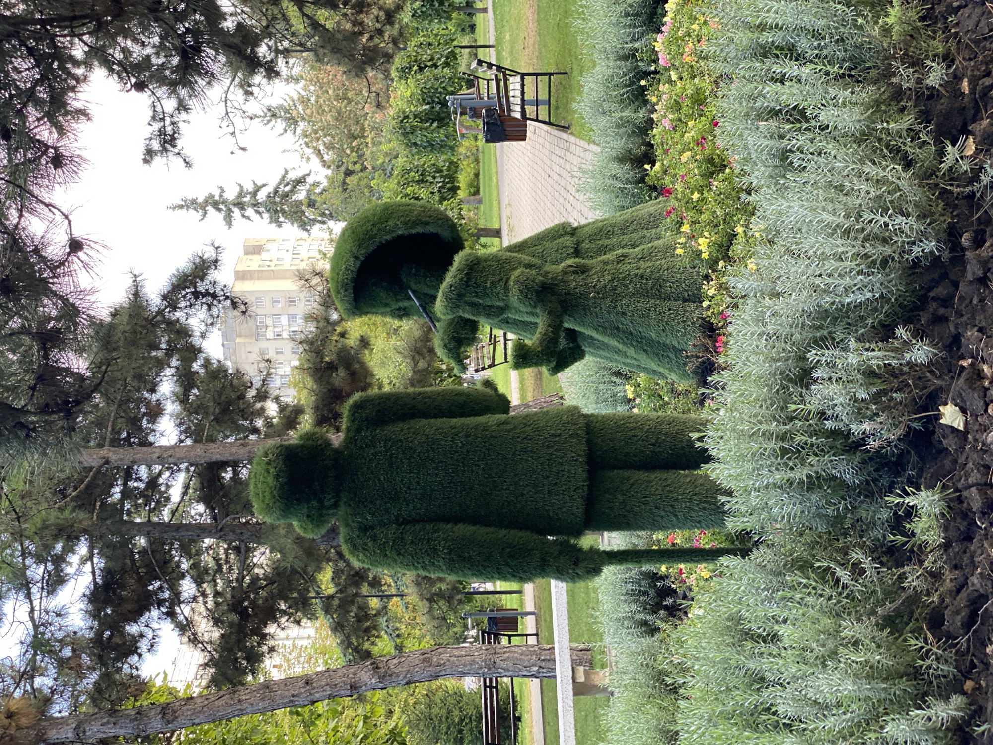 In Chișinău, Moldova, within a park setting, two topiary figures stand prominently. The figure on the left, resembling a person in formal attire with a hat, holds a cane. To its right, another topiary figure portrays a person holding an umbrella, dressed in a skirted garment. Both figures are sculpted from dense green foliage.
Surrounding the topiaries is a manicured lawn and garden beds. In the foreground, a low-lying, silvery-green plant forms a dense ground cover. Behind this, a bed of smaller flowering plants displays a mix of pink and yellow blossoms. The midground features a paved pathway and park benches, with trees and a multi-story building visible in the background. The overall environment suggests a well-maintained urban park on a clear day.