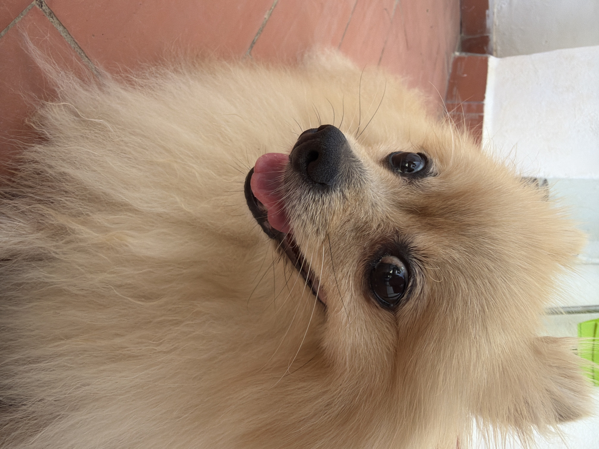 A close-up, eye-level shot features a fluffy, light brown Pomeranian dog with large, dark eyes and a black nose. The dog's pink tongue is visible as it pants. It is sitting on terracotta tiles in an outdoor area. In the background, a white wall with a red tile base is visible. The scene appears to be a residential patio or garden in Torrevieja, Spain.