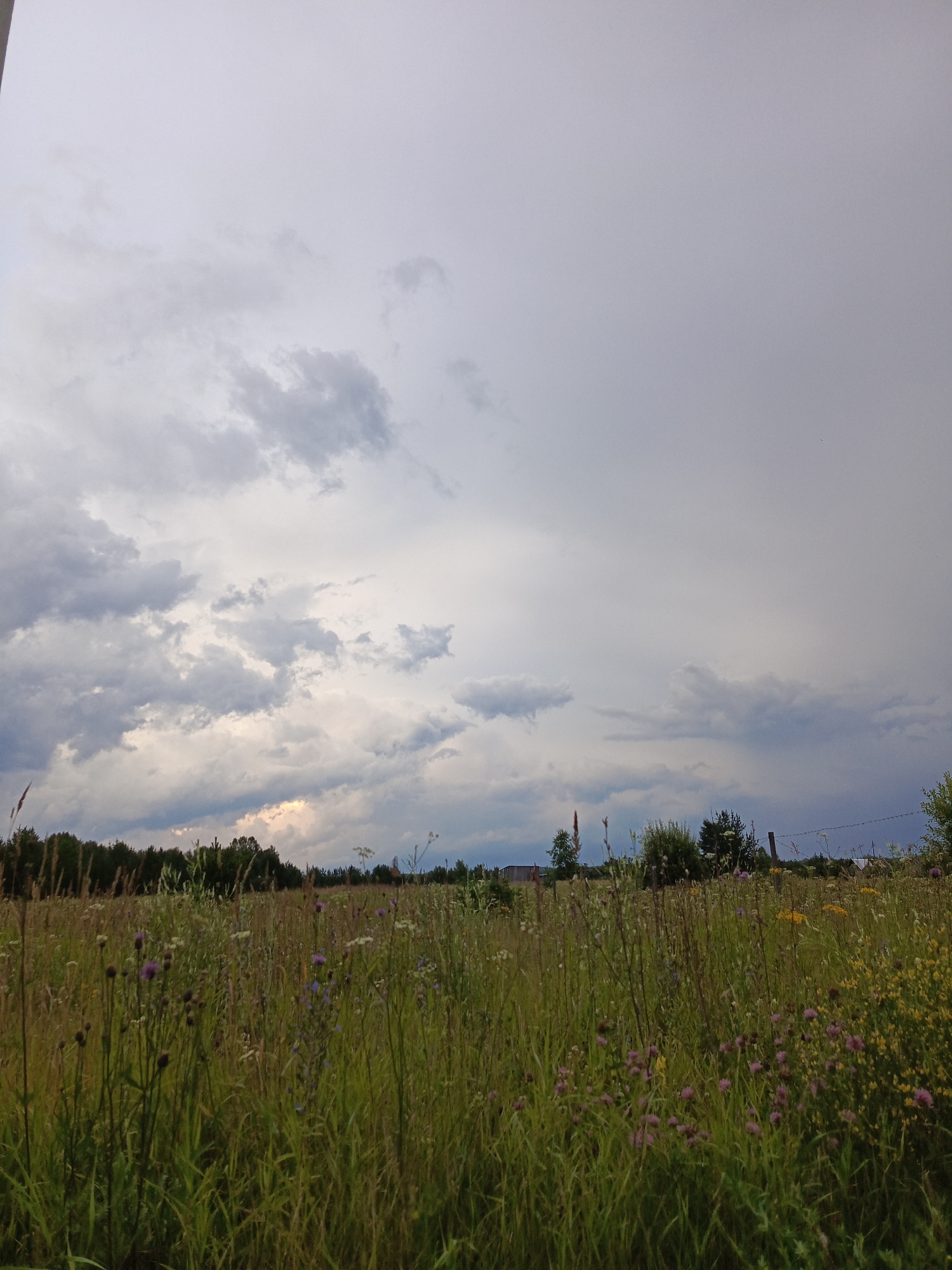 A wide-angle, eye-level outdoor shot depicts a cloudy sky over a field of wild grasses and wildflowers in Kauchuk Stantsiya, Russia. The sky is dominated by heavy, grey clouds with some patches of lighter sky visible. The field in the foreground is dense with green grasses, interspersed with various wildflowers, including purple thistles and yellow flowers. A dark line of trees forms the horizon, behind which some faint structures and a barbed wire fence are visible. The overall impression is one of a natural, rural landscape under an overcast sky.