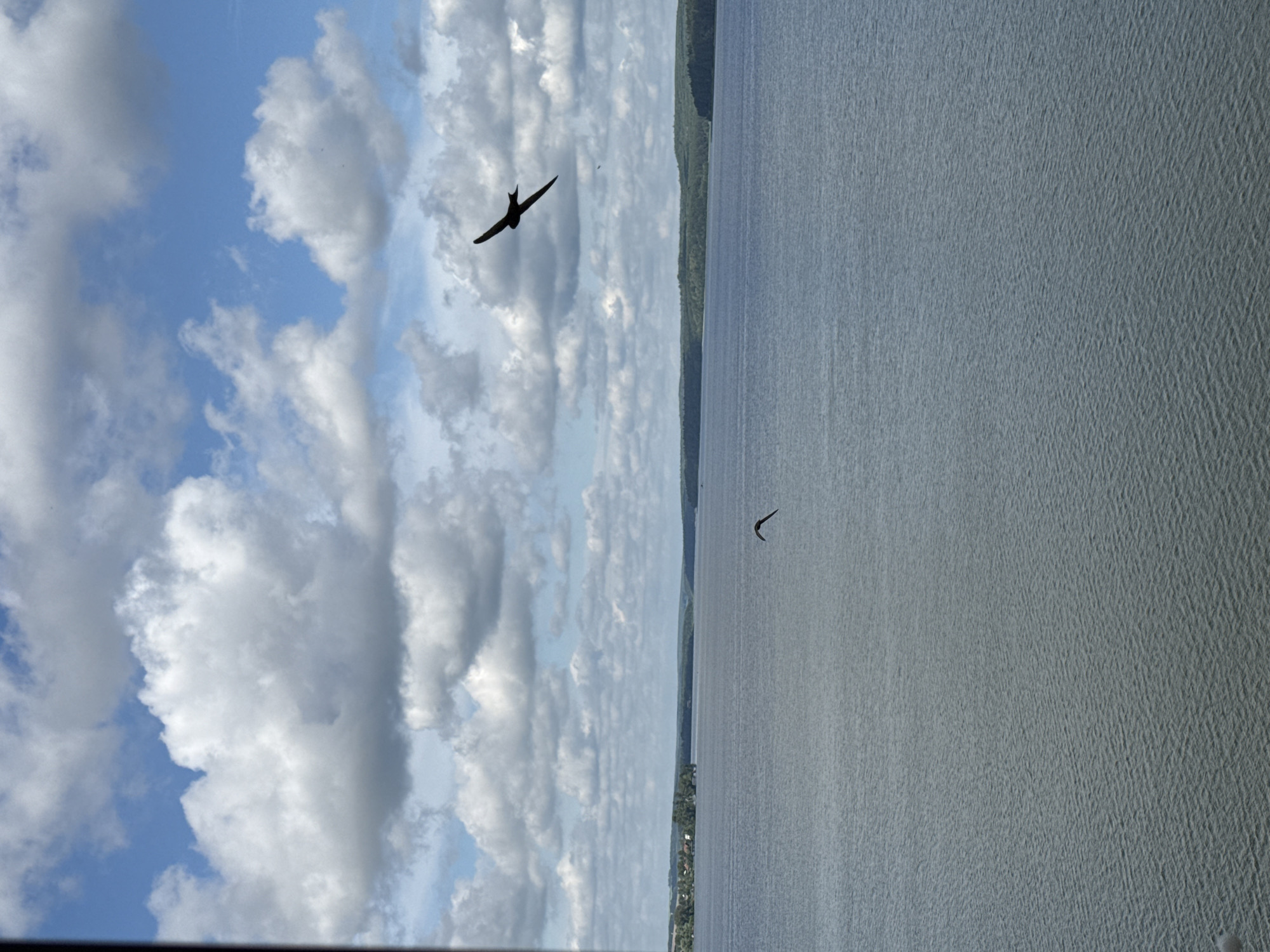 The image shows a wide expanse of water, likely a lake or river, under a cloudy sky. Two birds are visible in flight. One bird, a dark silhouette, is larger and closer to the top right of the frame, with its wings outstretched. Another, smaller bird is closer to the center of the image, also in flight. The water has a rippled surface. In the distance, a treeline borders the water, and a small settlement with buildings is visible on the far shore to the left. The overall impression is one of a natural landscape, possibly a view from a waterfront location in Votkinsk, Russia.