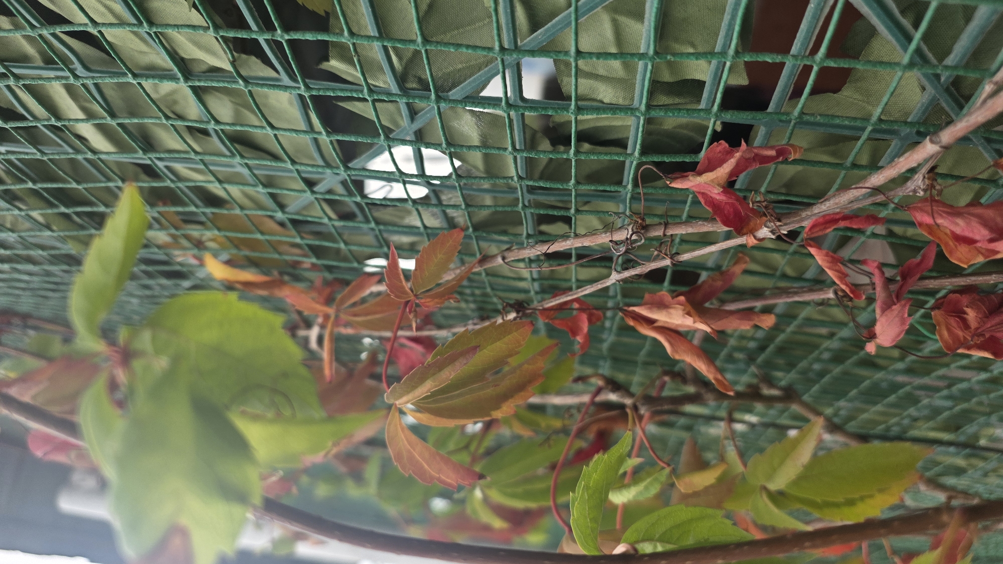 The image shows a close-up view of a green wire fence with a vine growing on it. The vine has leaves that are a mix of green, orange, and red, indicating it is autumn. Some leaves have fallen and are visible on the ground. The fence is made of a fine mesh and appears to be relatively new. The background is blurred, but it seems to be an outdoor setting, possibly a garden or a park. There are no people or animals visible in the image. The overall impression is one of natural beauty and the changing seasons.
The provided image does not contain any specific visual information that would allow for the determination of its location within Tokmok City, Kyrgyzstan.