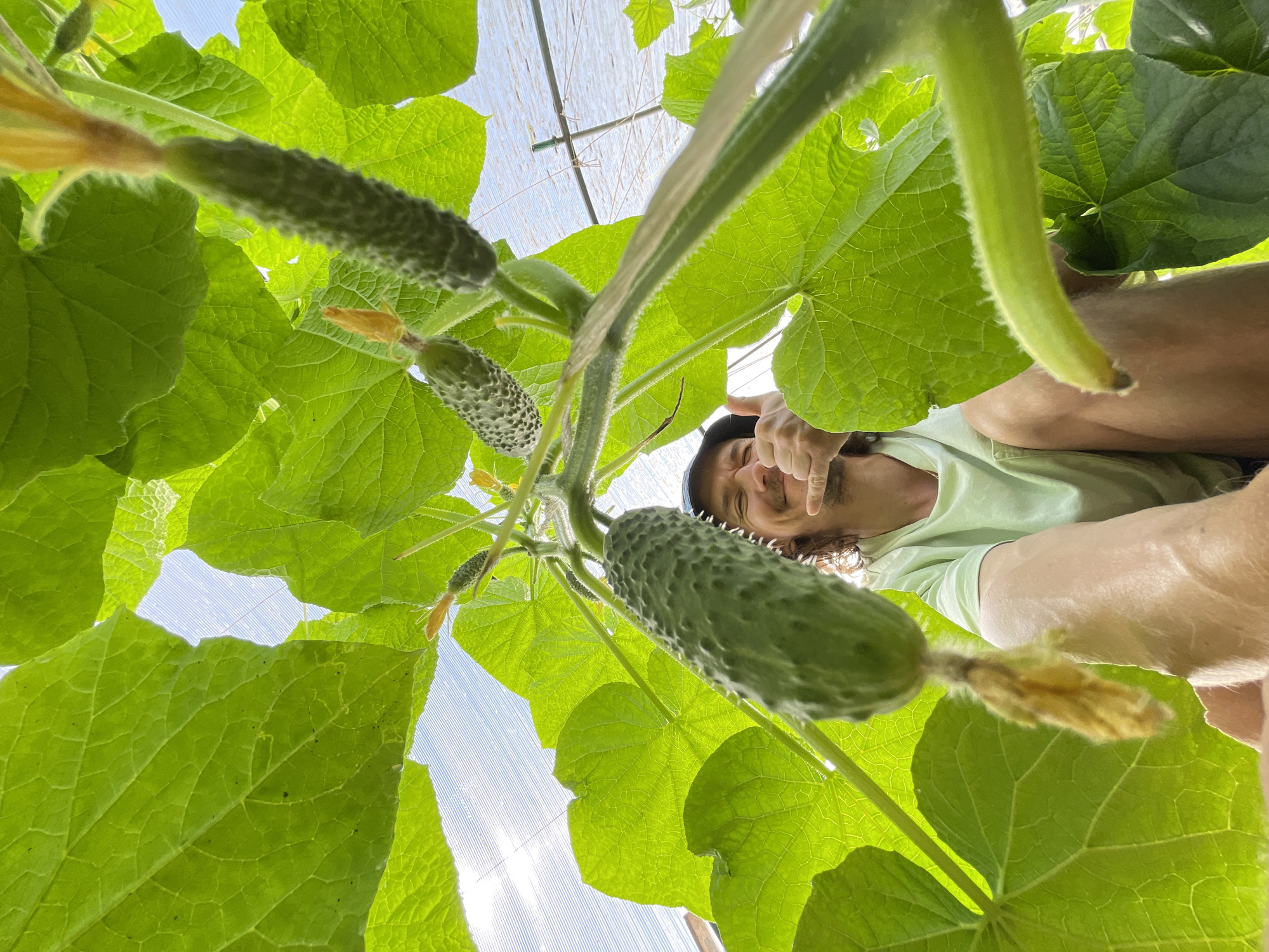 The image depicts a low-angle view looking up into a dense canopy of cucumber plants within a greenhouse or poly tunnel, located in the city of Unknown, Unknown. Vibrant green, large-lobed leaves dominate the upper two-thirds of the frame, heavily backlighting from a bright sky visible through gaps and the translucent white roof sheeting. Several immature cucumbers, or gherkins, hang downwards, appearing prickly and retaining dried yellow floral remnants at their tips.
In the lower portion of the frame, partially obscured by the foliage, an adult male subject is visible. He wears a light green t-shirt and a dark-brimmed hat. His face, partially illuminated by the backlight, shows a broad smile and visible teeth, with a moustache. His left hand is raised, performing a "shaka" or "hang loose" gesture with the thumb and pinky extended. Part of his right arm and legs are also visible. The perspective is from directly below the plants, emphasizing the scale of the foliage and the hanging cucumbers relative to the person.