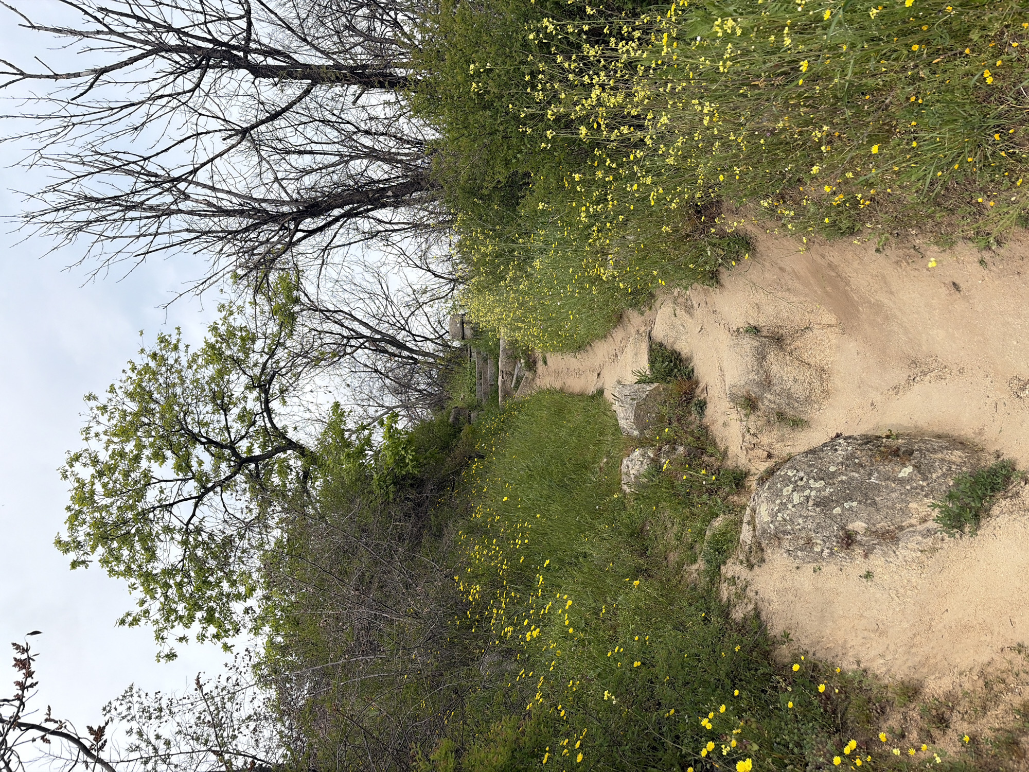 The image depicts a dirt path winding through a grassy, wildflower-filled area. Yellow flowers are abundant along the path and within the vegetation. Trees line the path, some with bare branches and others with leaves. A large rock is visible on the right side of the path. The sky is overcast. The location could be a trail in a park or natural area in or near the city of Plovdiv, Bulgaria, though specific landmarks are absent.
