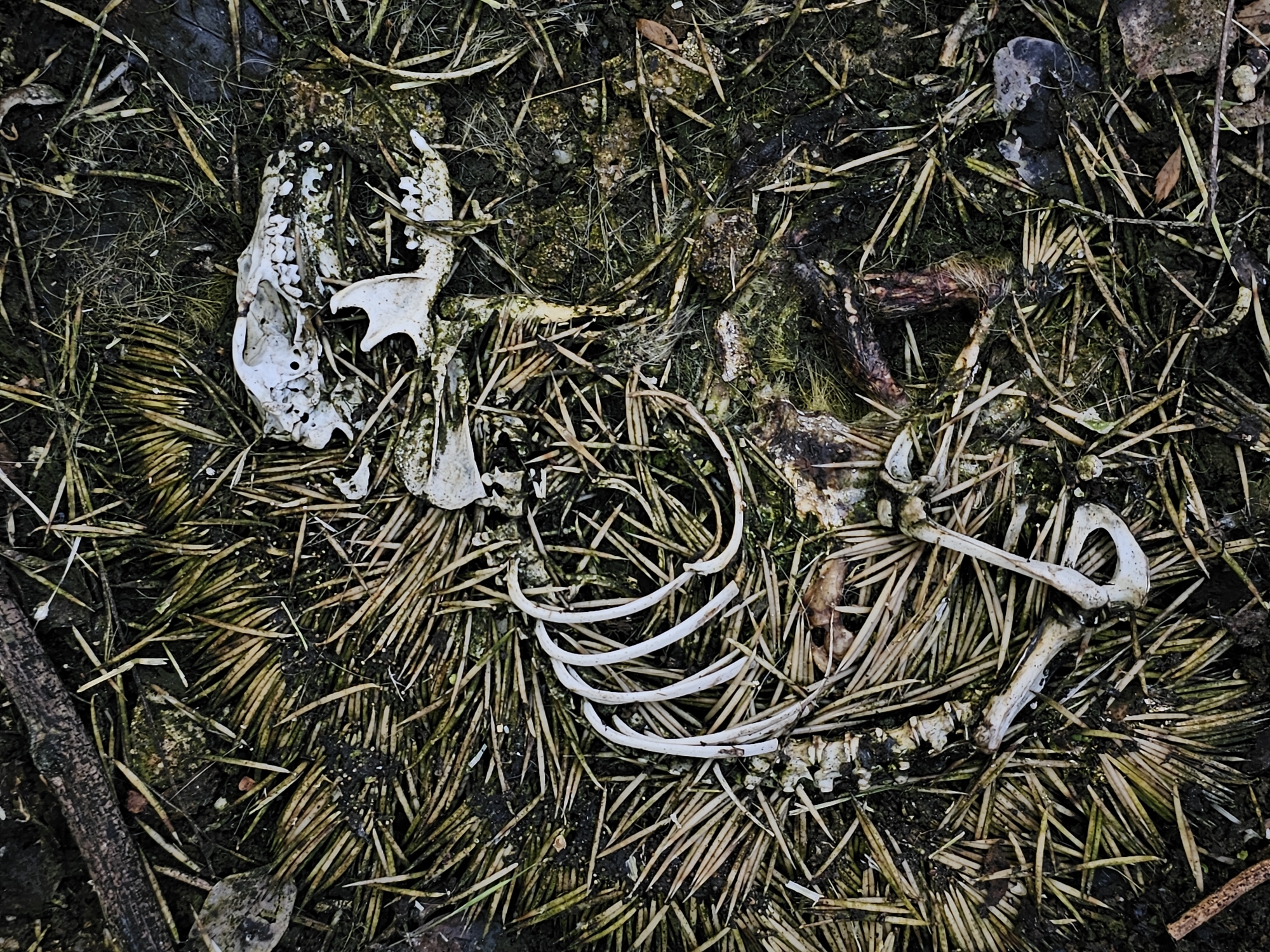 The image shows a decomposing animal carcass on the ground. The skeleton, including the skull, ribs, and limb bones, is visible amidst pine needles and decomposing matter. There are no people, interactions, or actions visible in the image. The environment appears to be a forested area, likely near Gabarevo, Bulgaria, as requested. The presence of pine needles suggests a coniferous forest. The carcass is in an advanced state of decay.