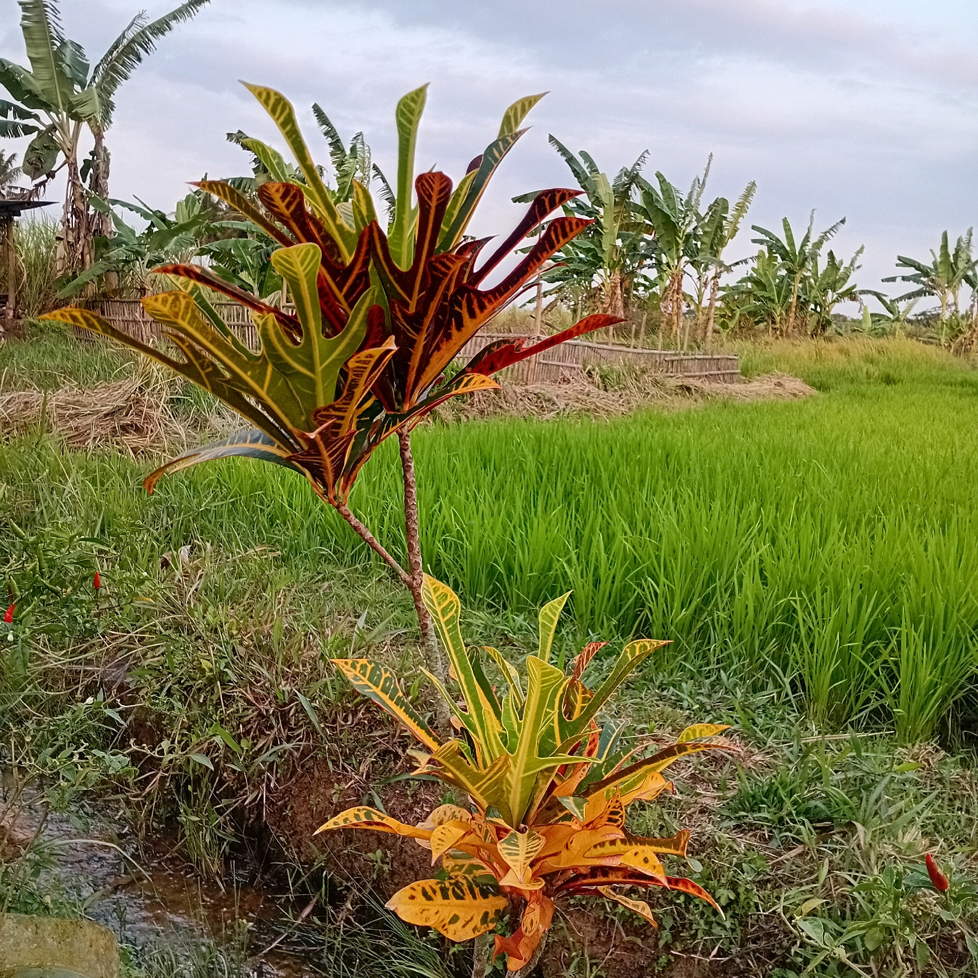 This is a photograph of a vibrant croton plant in the foreground, featuring leaves with a striking pattern of green, yellow, and deep red. The plant is situated near a small waterway bordered by lush green grass and some dry straw. In the background, a verdant rice paddy stretches out, with a line of banana trees visible beyond it, hinting at the tropical environment of Sumberarum, Indonesia. A simple bamboo fence separates the cultivated areas from the natural landscape. The sky above is overcast, suggesting a diffused light, possibly late afternoon or early morning. There are no people visible in the frame.