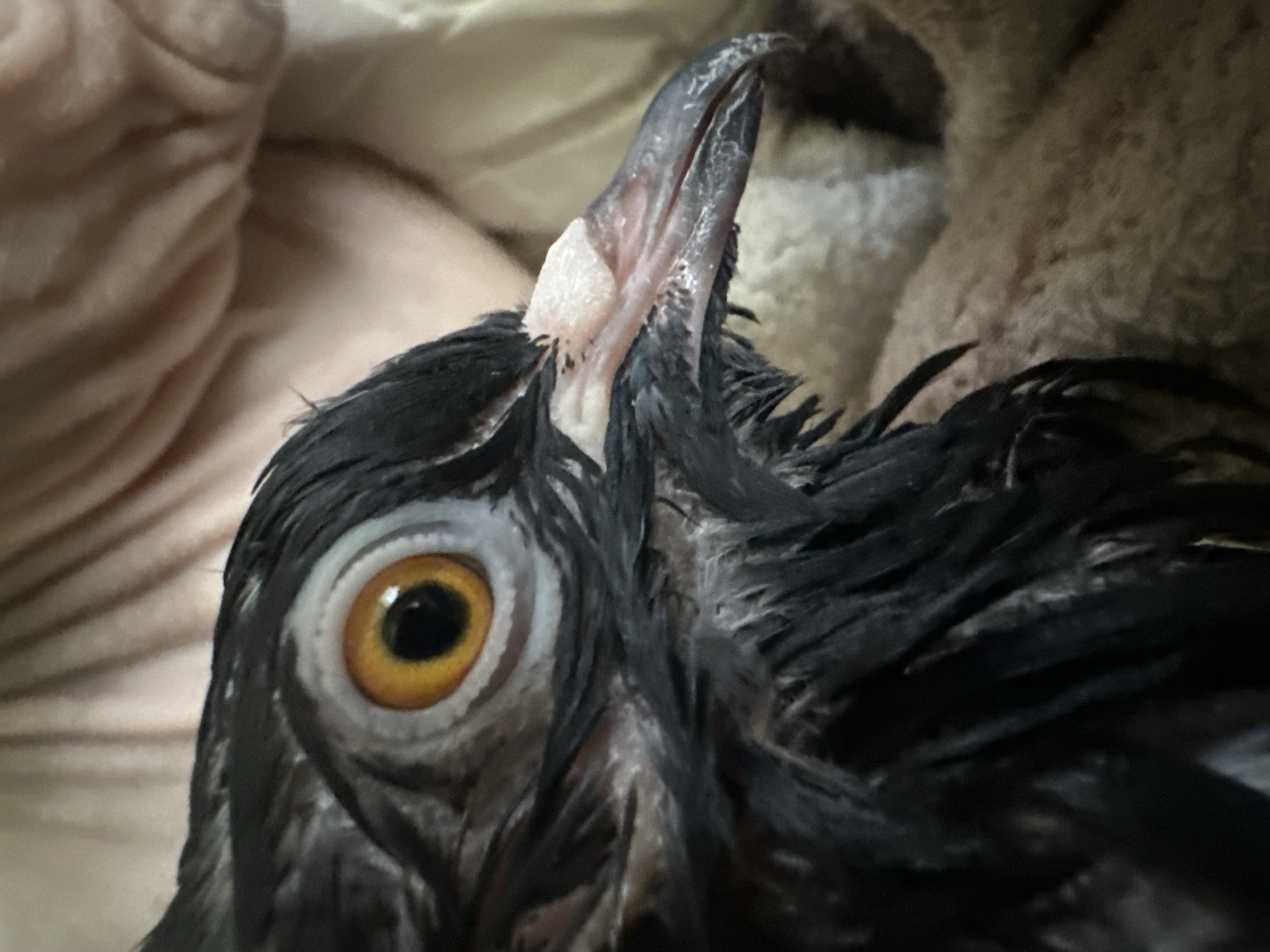 A close-up, head-and-shoulders shot captures a pigeon's face, its dark, wet feathers ruffled around a large, bright orange eye. The bird's beak, a pale pinkish-grey, is slightly open, revealing the delicate structure within. The background is out of focus, with hints of soft, textured fabric in warm, neutral tones. The lighting is gentle, highlighting the intricate details of the pigeon's eye and beak. There is no discernible location in Togliatti, Russia, or any indication of human interaction beyond the suggestion of being held.