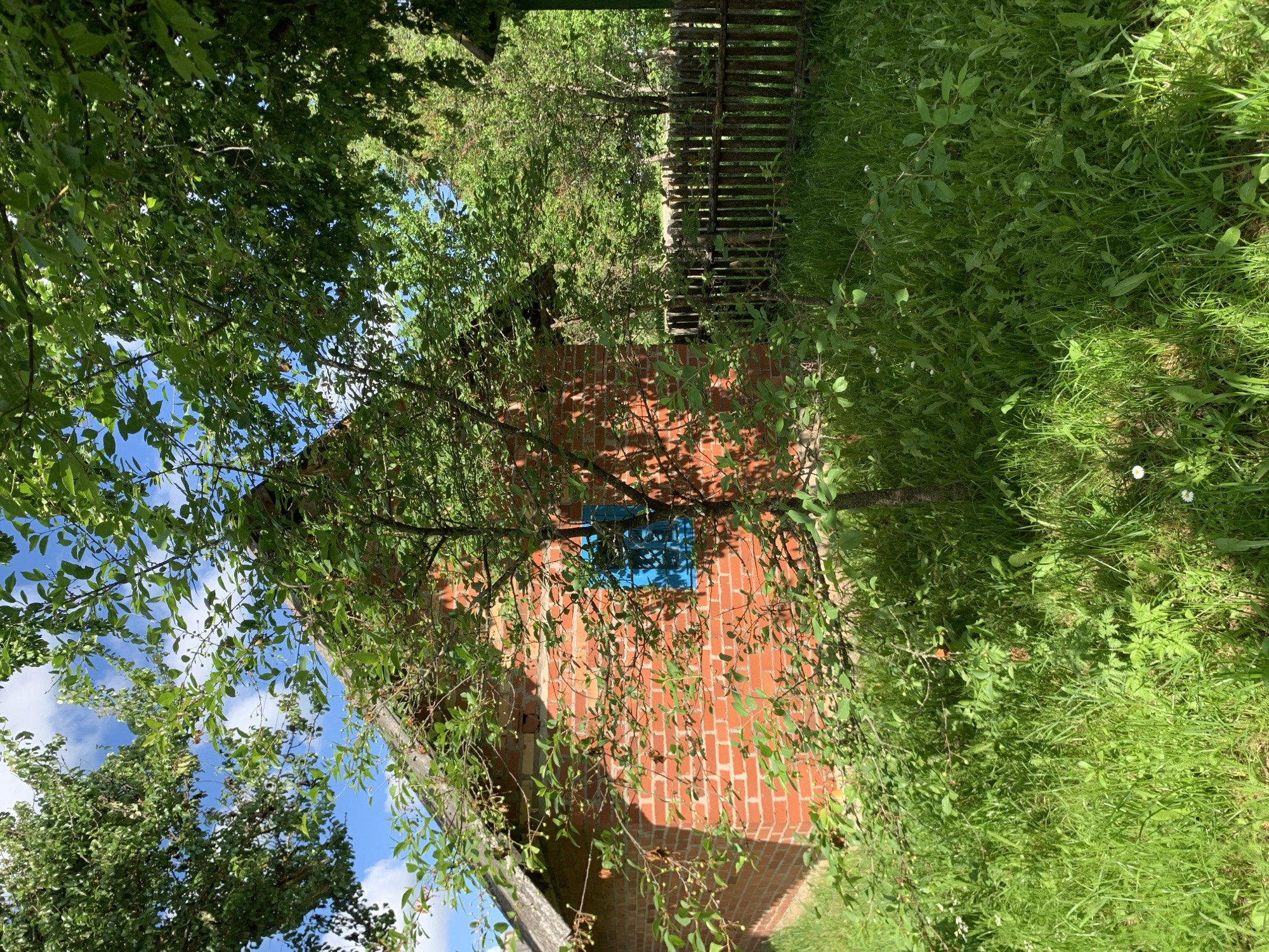 The image depicts a rural or semi-rural scene in Відзаўскі сельскі Савет, Belarus, under bright daylight with a clear blue sky and scattered white clouds. The primary subject is a small, single-story building constructed of red brick with visible mortar lines and a dark-colored, possibly aged, sloped roof. A single, distinctively bright blue-framed window is visible on the building's side facing the viewer. The structure is partially obscured by lush green vegetation. In the immediate foreground and mid-ground, a young tree or large bush with small green leaves and nascent, light-colored berries or fruit stands directly in front of the building. The ground is covered with overgrown green grass, interspersed with various broad-leafed plants and small white wildflowers, consistent with daisies. To the right of the building, a rustic, dark-wood picket fence with uneven pickets runs horizontally, separating the foreground from a denser area of green trees and foliage in the background. No individuals or animals are present. Sunlight casts defined shadows from the trees and building, indicating a sunny day.
