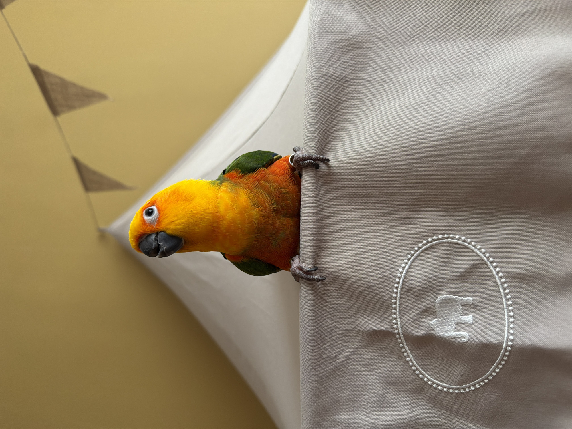 A sun conure parrot is perched on a beige fabric canopy. The parrot is primarily yellow with orange accents on its chest and green on its wings. It has a black beak and one visible eye. The parrot's feet are visible, gripping the edge of the canopy. The canopy is draped over an unseen structure, creating a tent-like appearance. A string of triangular fabric flags is visible in the upper background, against a pale yellow wall. On the front of the canopy, a white embroidered oval with a depiction of an elephant inside is present. The scene appears to be indoors, possibly in a child's room, given the presence of the canopy and flags. There is no indication of the location being in Khimki, Russia.