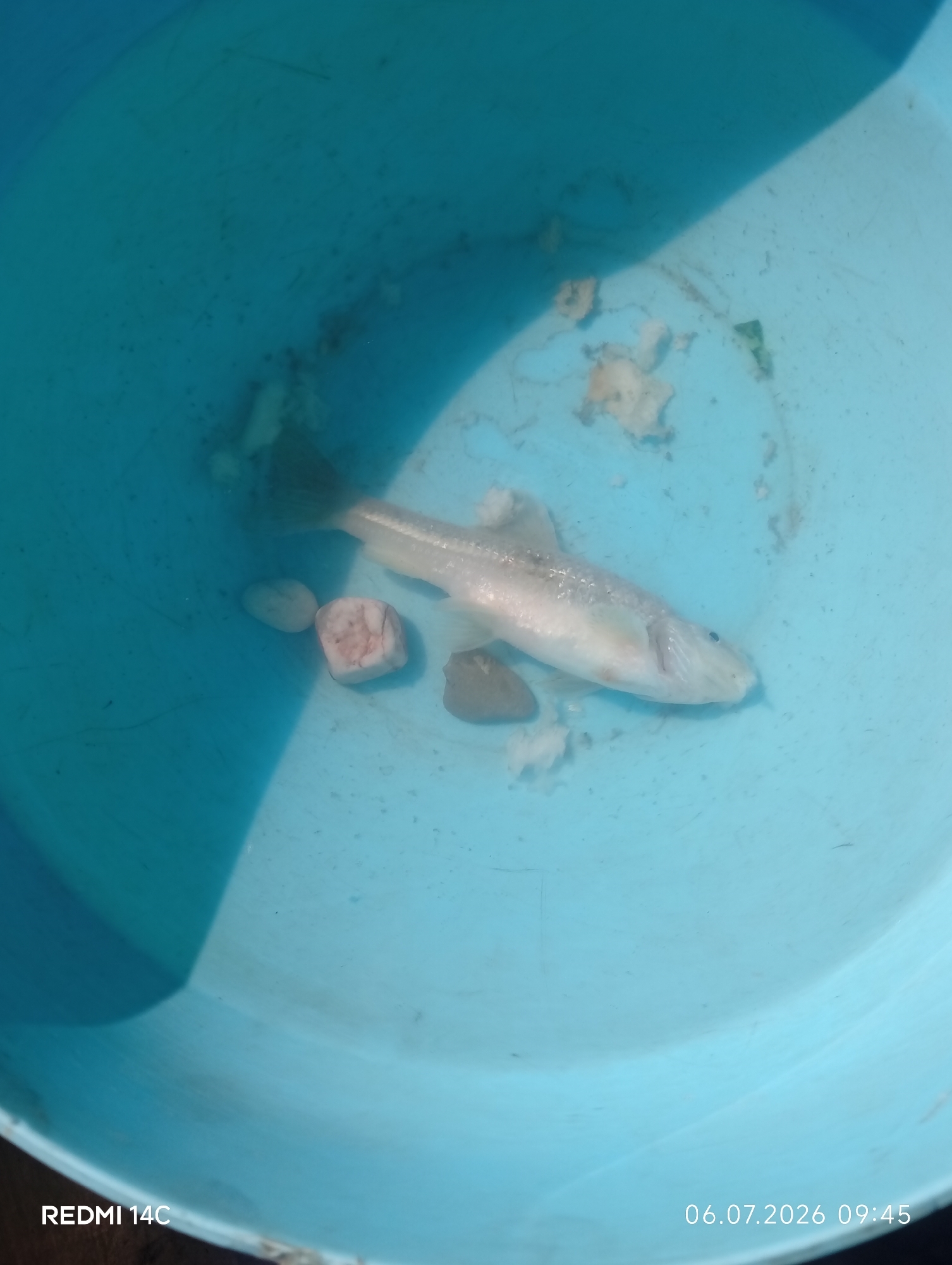 A light-colored fish, possibly a minnow or small trout, lies on its side in a light blue plastic bucket. The fish is mostly submerged in a shallow amount of water and appears deceased. Several small, light-colored pebbles and some debris are also scattered in the bucket. The lighting suggests an outdoor environment with a strong shadow cast across the left side of the bucket. The timestamp "06.07.2026 09:45" is visible in the lower right corner, along with the text "REDMI 14C" in the lower left corner, indicating the device used for capture. The image was taken in Kenesh, Kyrgyzstan.