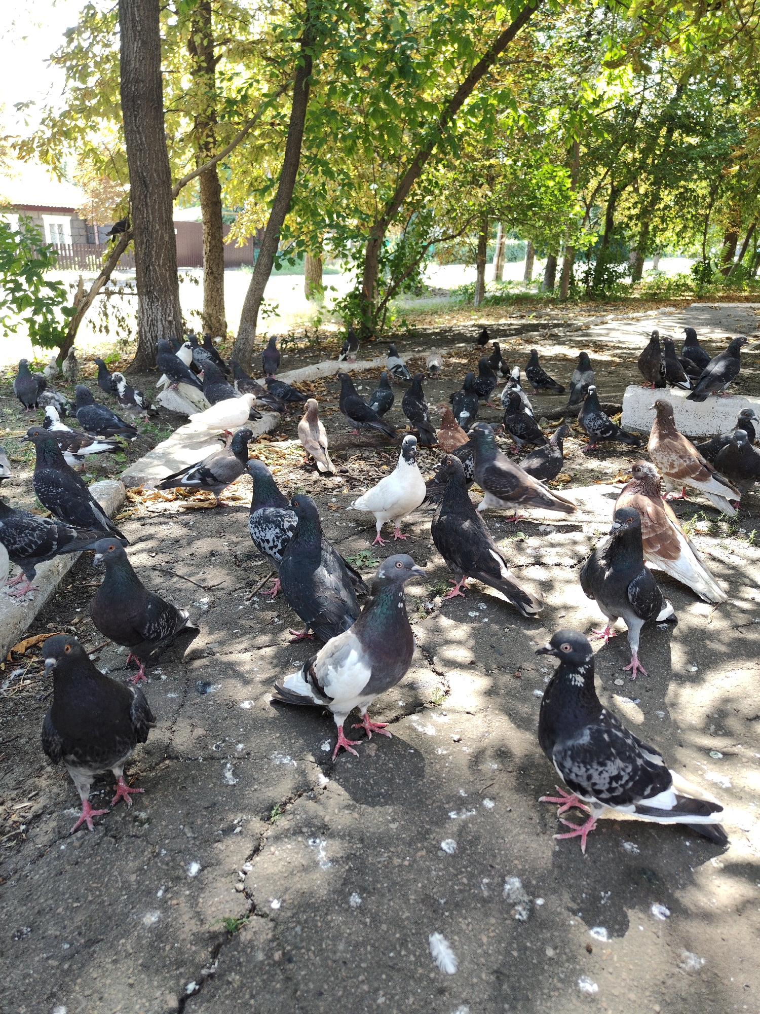 A flock of pigeons is gathered on a cracked asphalt surface under the dappled shade of trees. The pigeons are of various colors, including grey, white, and speckled brown and black. Some are standing, while others appear to be pecking at the ground. In the background, there are more trees with green and yellowing leaves, suggesting an autumn setting. A wooden fence and a building with white windows are visible through the trees. The ground is littered with dry leaves and pigeon droppings. The scene appears to be in a park or an urban green space. The city of Donetsk, Ukraine, is experiencing an autumnal environment.