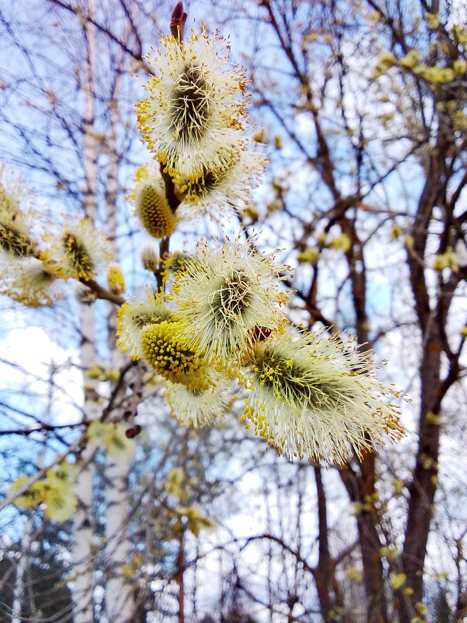 The image depicts a branch of a pussy willow in bloom, with several catkins prominently displayed. The catkins are a mix of yellow and white, suggesting they are in the process of opening. The background is a blur of branches from other trees, including what appears to be a birch tree on the left side, against a sky with a mix of blue and white, likely clouds. The image was taken in Снопок Новый, Russia. No people are visible in the image.