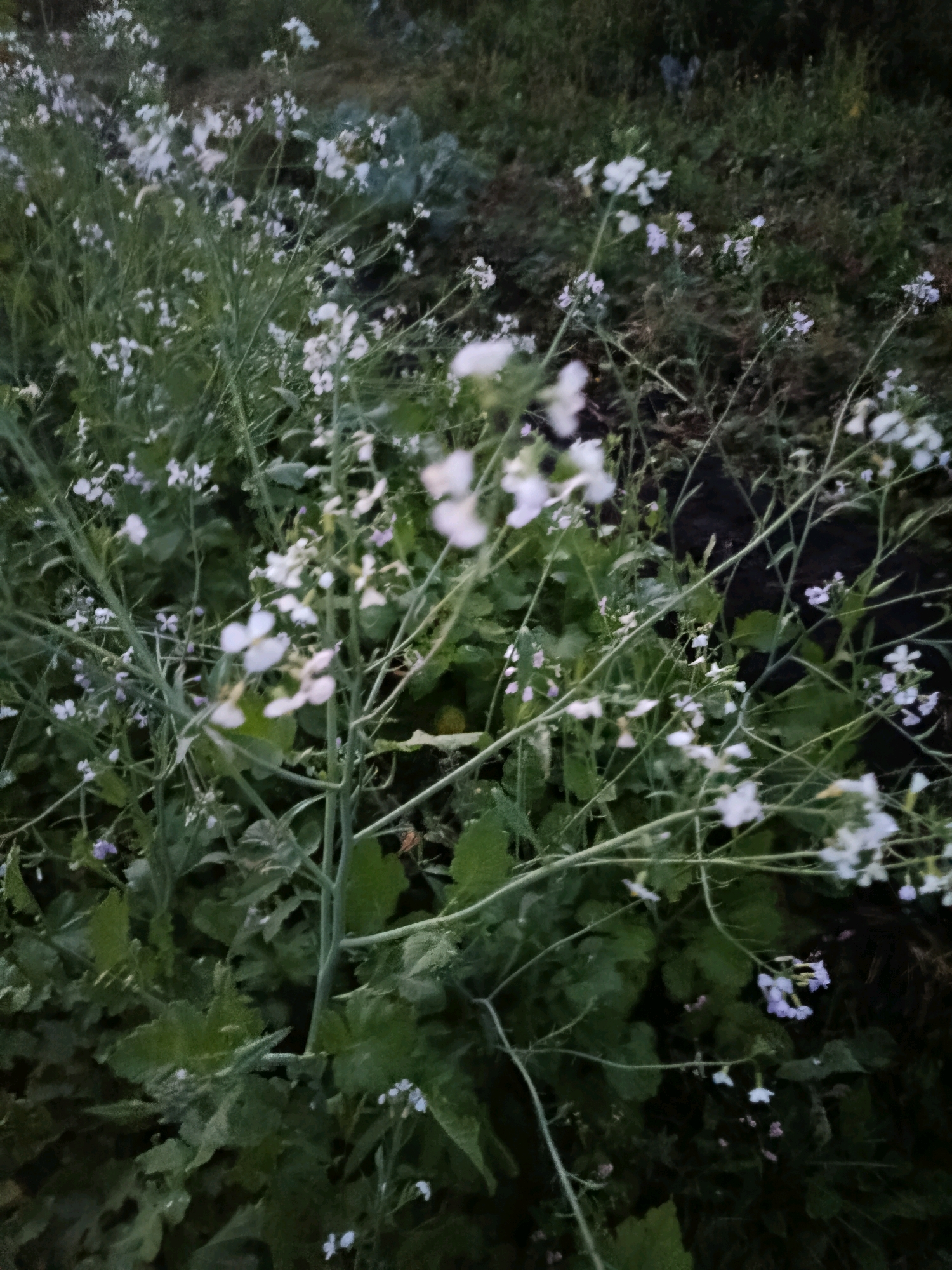 The image depicts a close-up view of a patch of wild white and light purple flowers with green foliage. The flowers are small and delicate, with thin stems and branches. The foliage is dense and appears to be growing in an outdoor, uncultivated area. The lighting suggests it may be dusk or a heavily shaded area. There are no discernible people or animals in the image. The scene is consistent with vegetation found in a natural or semi-natural setting within the city of Vereya, Russia, likely a garden, park, or undeveloped land.