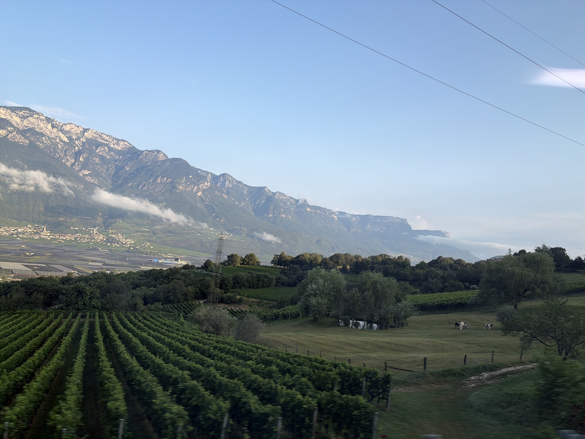 The image depicts a panoramic view of the landscape near Montan an der Weinstraße - Montagna sulla Strada del Vino, Italy. In the foreground, neat rows of green vineyards stretch across the frame, with the grapevines appearing lush and well-maintained. Beyond the vineyards, rolling green fields are dotted with trees, and a small herd of cows is visible grazing in one of the pastures. In the mid-ground, a scattering of trees forms a verdant barrier, and further in the distance, a town with white buildings and red roofs is nestled on the slopes of a mountain range. The mountains themselves are rugged and imposing, with some appearing mist-shrouded, and the sky above is a clear, pale blue. The overall impression is one of a serene and picturesque rural setting.