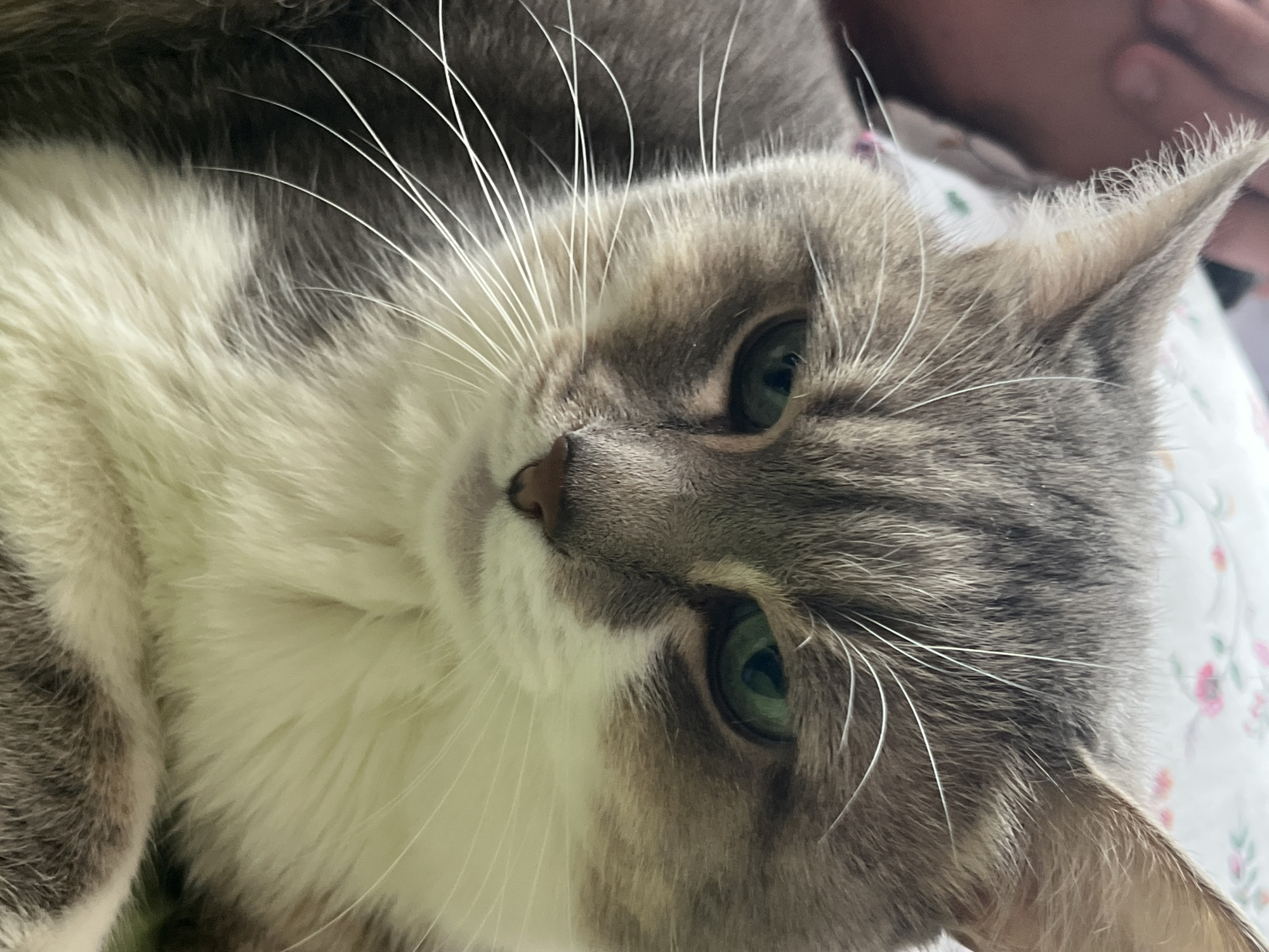 A close-up portrait captures the head and upper chest of a domestic cat, situated in an indoor environment within Neftekamsk, Russia. The feline subject displays grey tabby markings on its head and upper body, transitioning to white fur on its chest, chin, and lower facial area. Its eyes are green and appear partially narrowed. Prominent white whiskers extend from its muzzle, and its nose is pinkish-brown. The background is out of focus, revealing a light-colored textile with faint pink and green floral patterns, consistent with bedding or upholstery. A blurred human hand or arm is visible in the upper left background. The cat appears stationary, gazing forward and slightly downward.