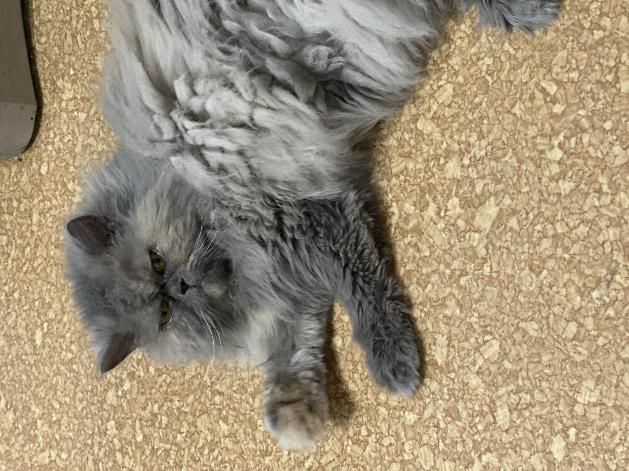 A gray, fluffy cat with yellow eyes is lying on a floor with a brown and tan patterned surface. The cat is positioned diagonally in the frame, with its head towards the lower left corner and its body extending towards the upper right corner. A dark gray object is partially visible in the upper left corner of the image.
This image was taken indoors, and while it cannot be confirmed, it is plausible given the language and location of the request that this image was taken in the city of Chaikovsky, Russia.