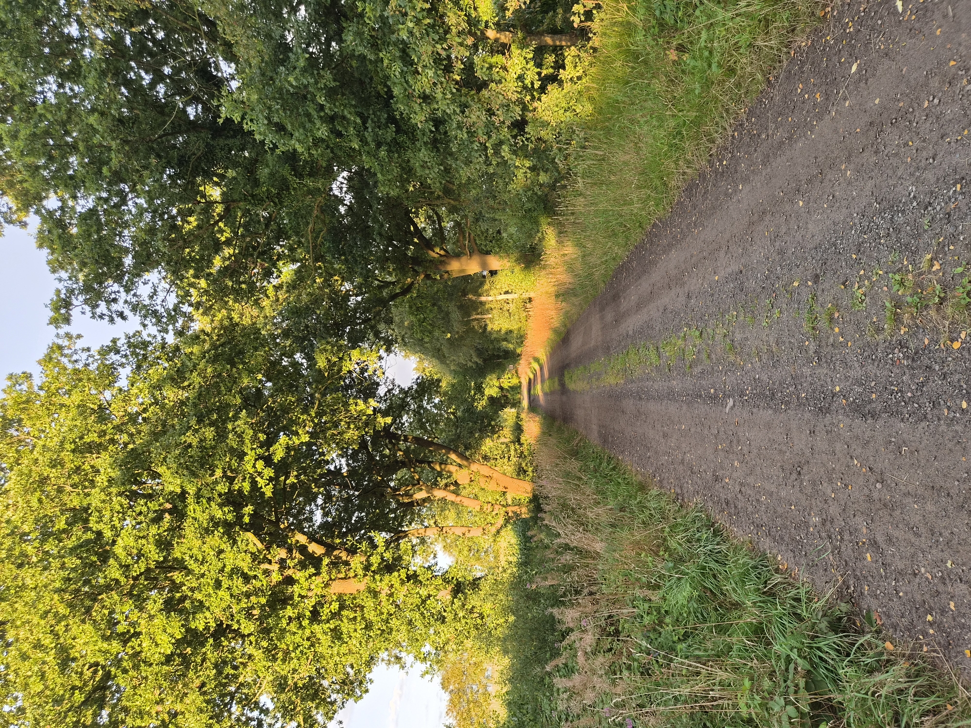 A dirt road winds through a wooded area, bordered by lush green grass and tall trees. The sun casts a warm glow on the scene, with some areas illuminated by golden light. The road appears to be an unpaved path, with visible tire tracks and scattered pebbles. The surrounding vegetation is dense, with a mix of grasses, bushes, and mature trees. The sky is a clear blue, with a few wispy clouds. The scene suggests a peaceful, natural environment, possibly a rural or park setting. The location is identified as Schiffdorf, Germany.