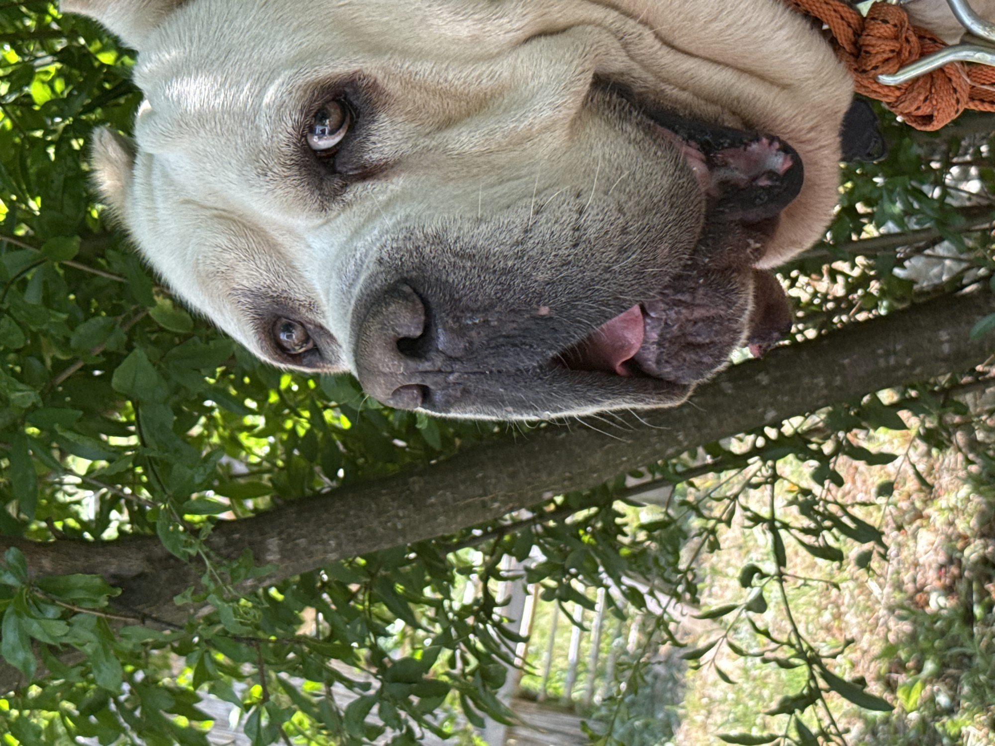 A close-up, chest-up shot shows a light-colored mastiff breed dog with its head turned to the right and looking forward. The dog is partially obscured by a tree trunk and foliage. Its mouth is slightly open, revealing its tongue and the inside of its mouth. The dog is wearing an orange rope collar. The background consists of lush green leaves and a blurred outdoor environment, suggesting a natural setting. The image does not contain any elements that would place it specifically in Kanjoši, Montenegro.