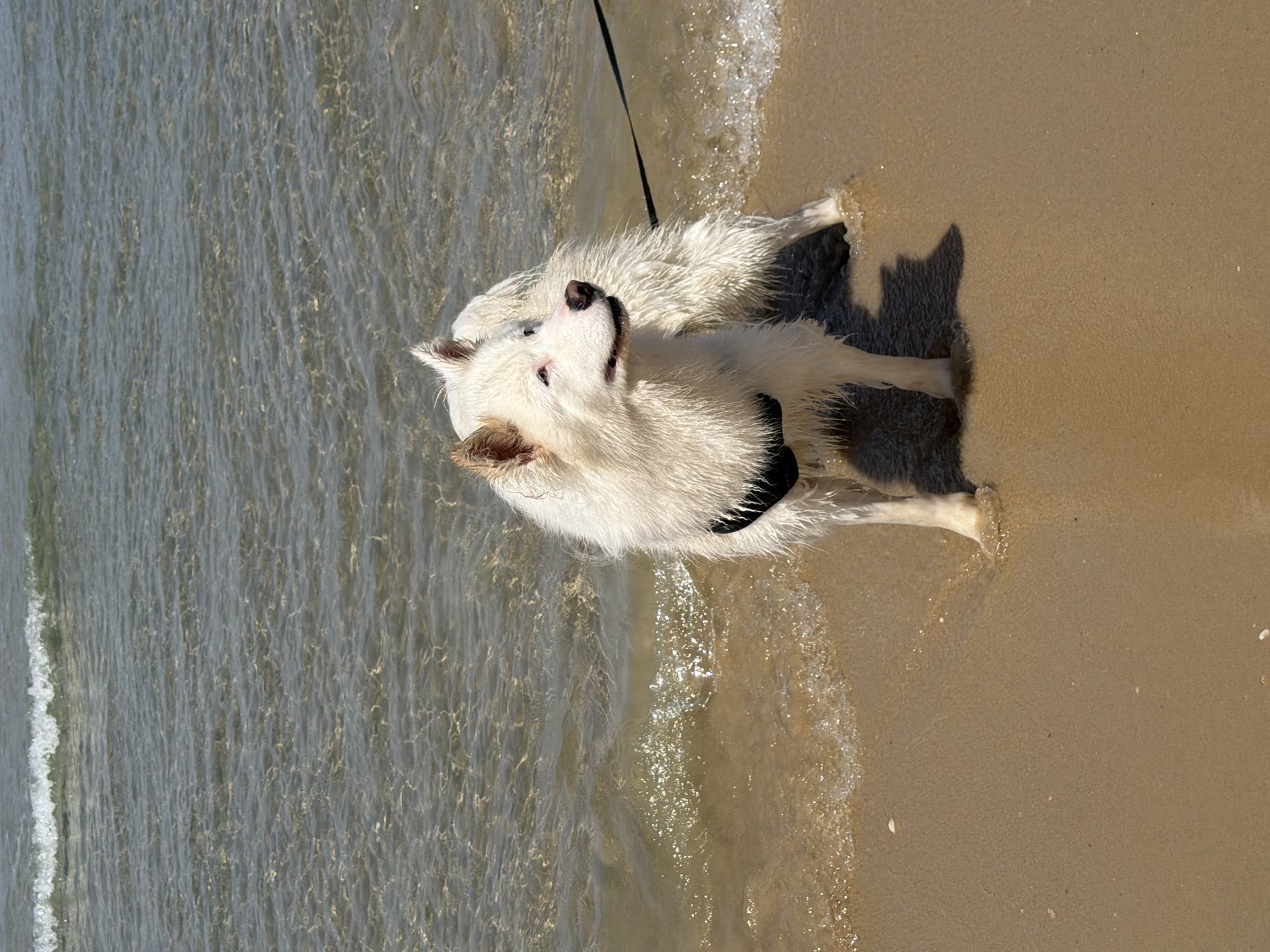 A white Samoyed dog, with wet fur, stands on a sandy beach next to the water's edge. The dog wears a black harness and a black leash is attached. The ocean water is shallow and clear, with small waves gently washing onto the shore. The sand is light brown, and the scene is well-lit, suggesting a sunny day. The orientation of the image is sideways. This is likely a beach in Tel-Aviv, Israel.