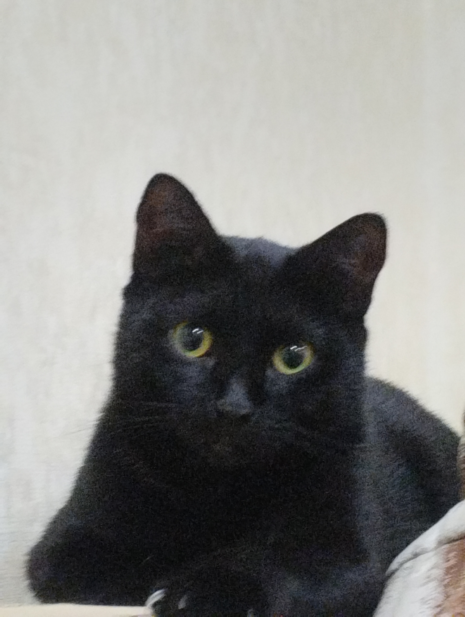 A black cat with bright yellow-green eyes is shown from the chest up, looking directly at the camera. The cat's fur is dense and appears soft. The background is a plain, light-colored wall with a textured surface. The cat's paws are visible at the bottom of the image, resting on a surface that is partially obscured by its body and a bit of a patterned cushion or blanket. There are no other animals or people in the frame. The image is a close-up shot, focusing entirely on the cat. There is no information or visual data in the image that indicates it is located in the city of Semey, Kazakhstan.