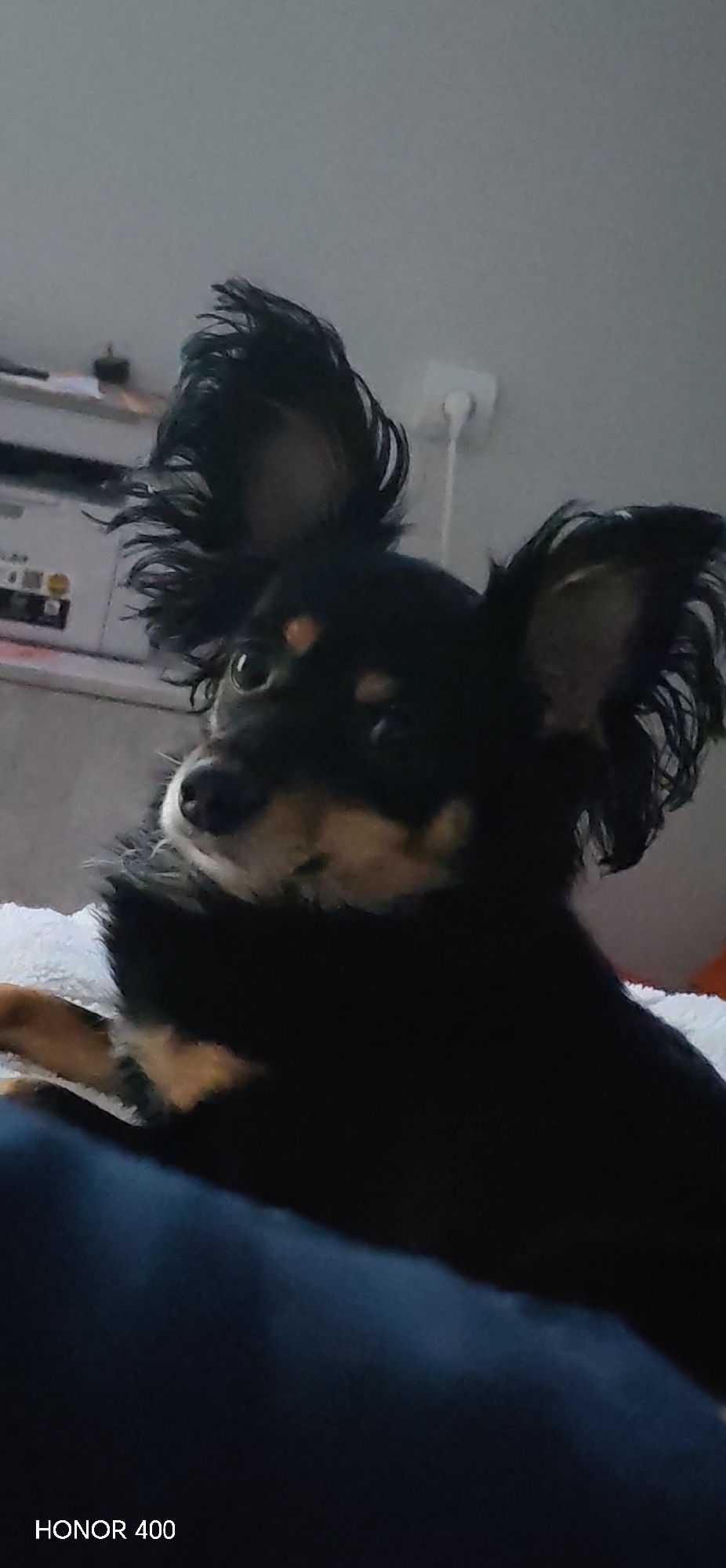 A close-up shot of a black and tan Russian Toy dog. The dog is lying down, with a white blanket or cushion partially visible. The dog has large, upright ears with fringed fur. Background objects include a white electrical outlet and a piece of furniture. The photo bears the "HONOR 400" watermark in the lower-left corner. The location in the city of Noviy, Russia is not verifiable from the content of this picture.
