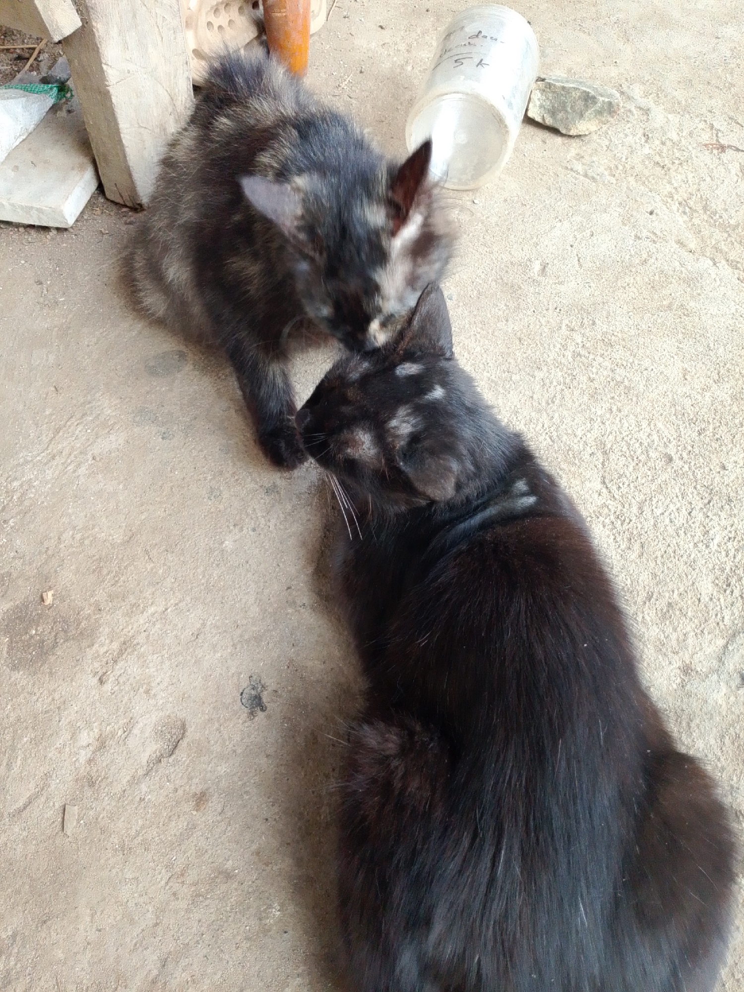 Two cats are interacting on a concrete ground surface in what appears to be an outdoor area. The cat in the foreground is predominantly black with some lighter grey markings visible on its back and head. It is lying down and its head is turned towards the other cat. The second cat, positioned behind and slightly to the left of the first, is smaller and has a multi-colored coat with black, brown, and grey patches. It is also lying down and appears to be nudging or sniffing the head of the black cat. In the background, a clear plastic bottle with writing on it and a piece of rough wood are visible. The overall environment suggests a simple, possibly rural or semi-urban setting. The image was taken in Se'pon, Indonesia.