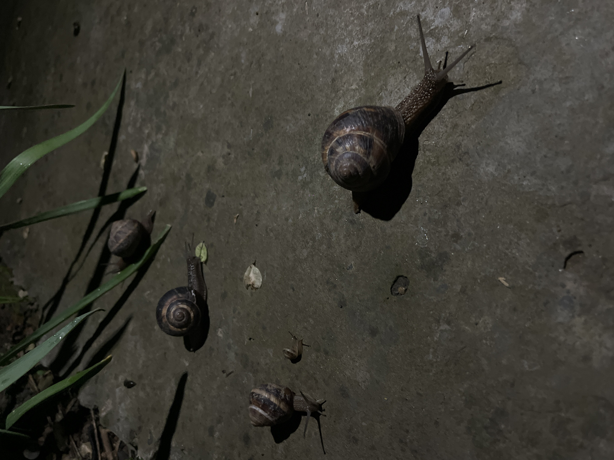 The image depicts a group of snails on a gray, uneven surface. There are at least five snails visible, varying in size, with characteristic spiral shells and extended bodies. One snail is significantly larger than the others. Patches of green vegetation are visible in the lower left corner of the image. The scene is dimly lit, suggesting it is either nighttime or an area with poor lighting. The location, Novopokrovskaya, Russia, cannot be determined from the image.
