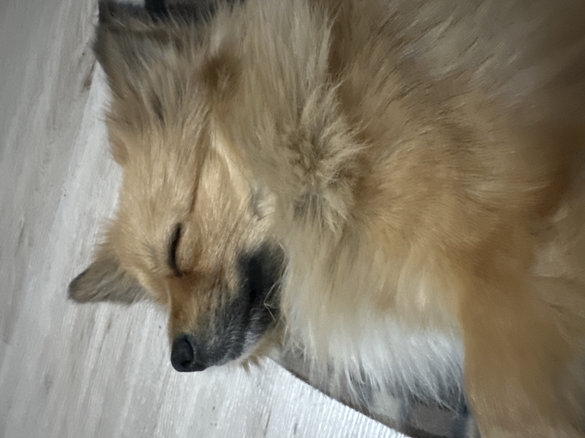 A dog, with tan and cream fur, is sleeping on a light colored surface. The dog is positioned at an angle in the frame with its head facing towards the left. The dog has its eyes closed and a black muzzle. The surface appears to be made of light wood. The scene is indoors. No people or other objects are visible. The location is unknown but cannot be identified from the image. Therefore, the location in Plovdiv, Bulgaria, cannot be verified.
