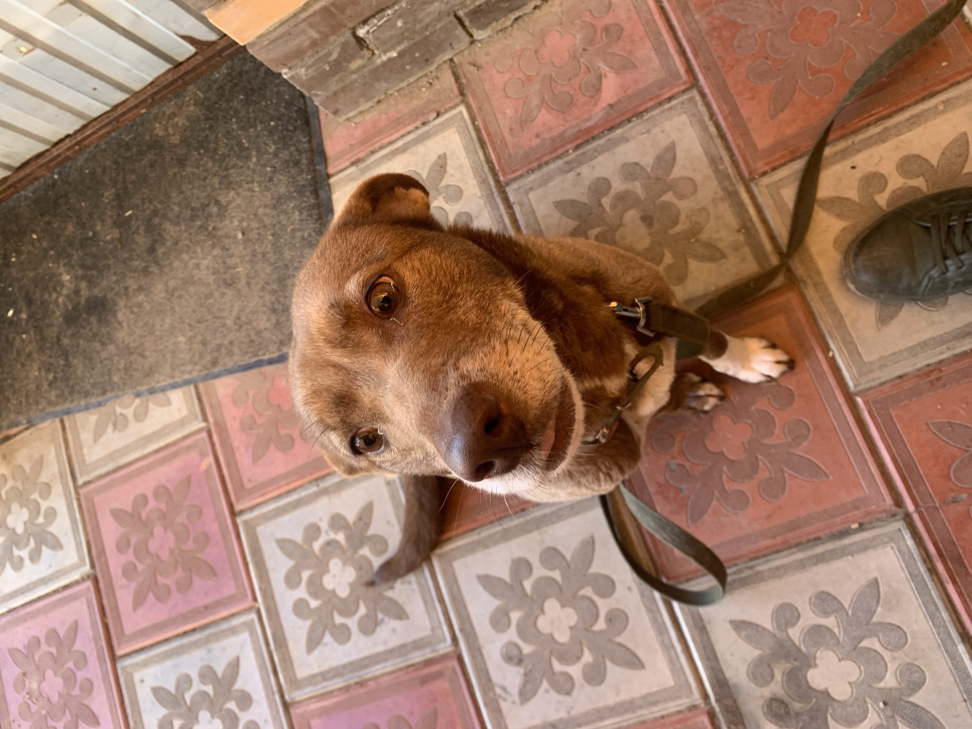 A medium-sized brown dog with a dark brown harness and green leash is the central subject of the image. The dog looks upward towards the camera with pleading brown eyes. The dog stands on a tiled surface with a floral pattern in alternating pink, white, and red hues. A black doormat is visible in the upper left corner of the image. The sole of a dark grey or green shoe is visible in the upper right. The location is Chaikovsky, Russia.