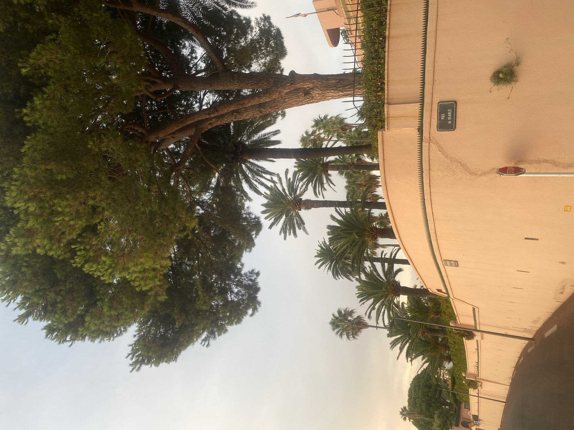 In Antibes, France, a curved, peach-colored wall lines a street, its surface textured and showing some weathering. A sign on the wall reads "PAS du diable." A red octagonal stop sign is mounted on a pole to the left of the wall. Above the wall, a variety of palm trees and a large pine tree are visible, with lush green foliage. A black metal fence runs along the top of the wall, behind which dense green bushes are planted. To the right, a portion of a pink building with an arched facade is visible, and a French flag flies from a pole. The sky is overcast with soft, diffused light, suggesting either dawn or dusk. The street itself appears to be an asphalt road with a white line marking the edge. There are no people visible in the image.