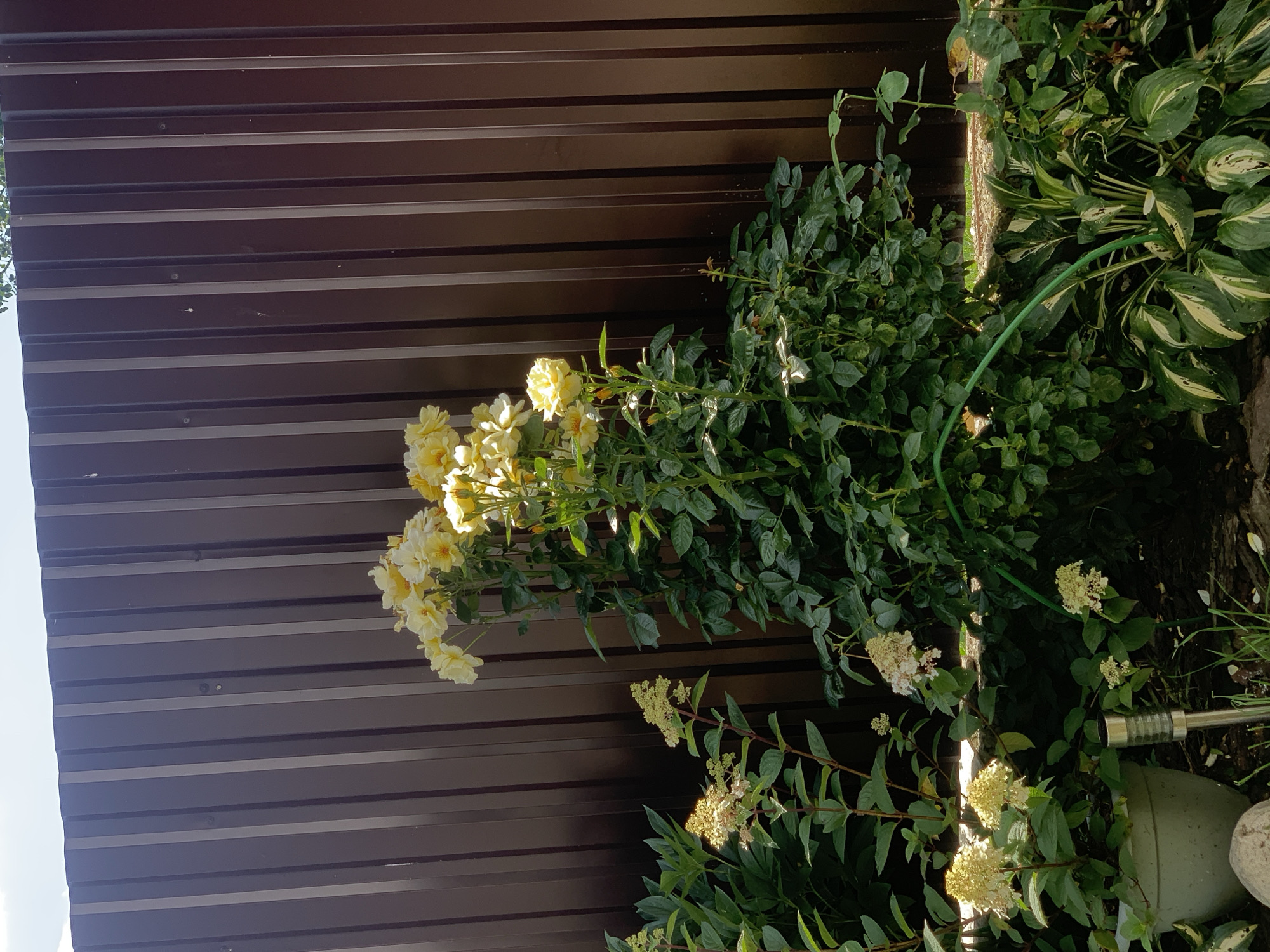 The image depicts a garden scene with a dark brown, corrugated metal fence as the background. In the foreground, a lush rose bush with numerous yellow blooms is prominently featured. To the left, there are plants with lighter colored flowers, possibly hydrangeas. The ground is covered with mulch and some fallen leaves. A green garden hose is visible snaking through the plants. A silver solar garden light is planted in the ground near a light green pot containing some of the flowering plants. The scene appears to be in a residential backyard in Minsk, Belarus, bathed in sunlight. There are no people visible in the image.