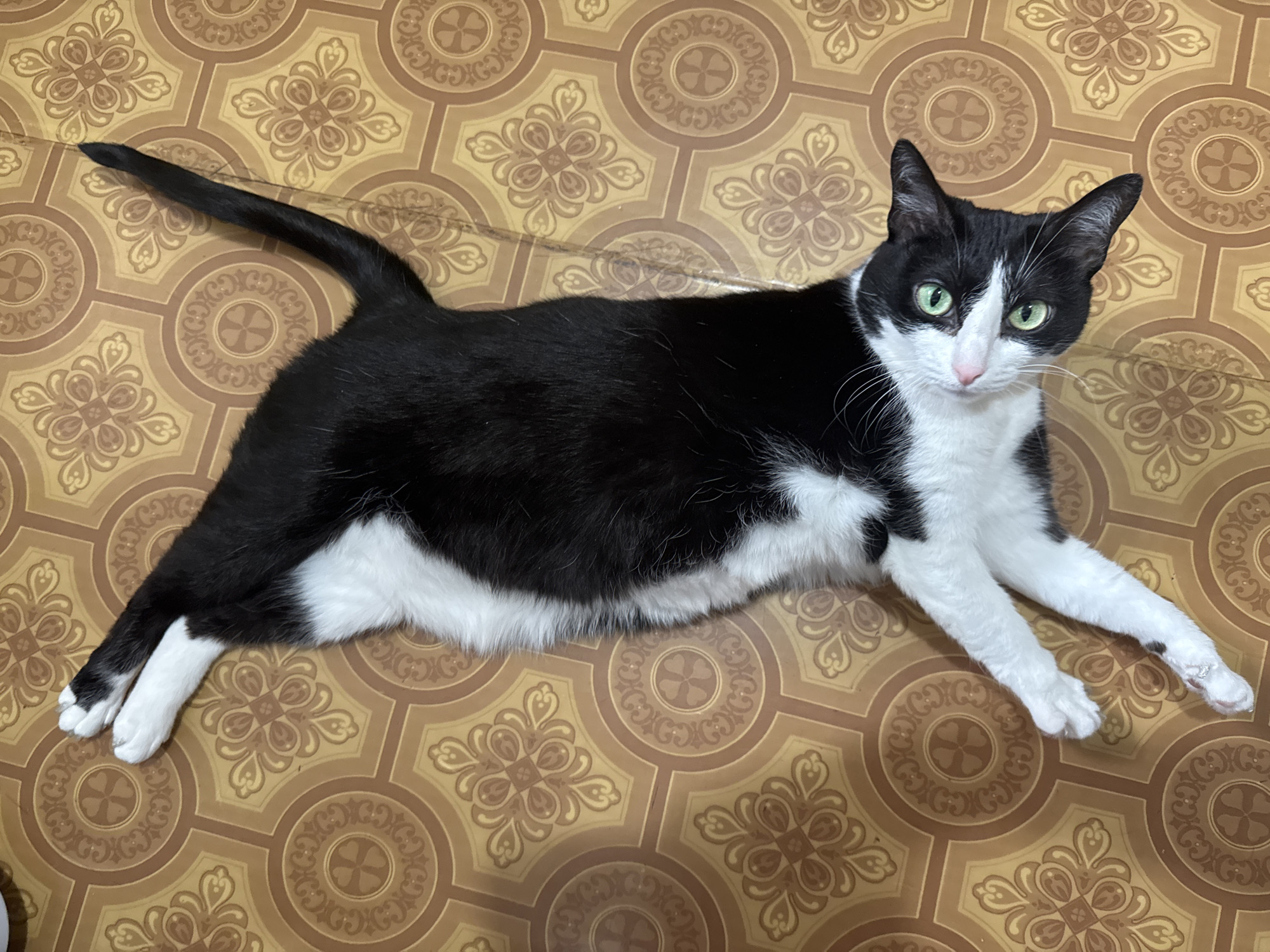 A black and white cat is lying on a patterned brown floor. The cat has green eyes and a pink nose. It is stretched out with its tail extended to the left and its front paws extended to the right. The floor has a repeating geometric pattern of circles and floral designs. The location is Chaikovsky, Russia.