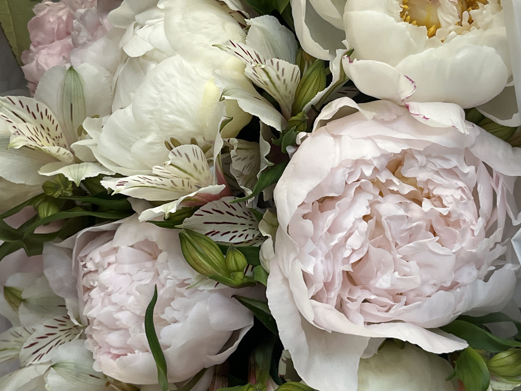 This is a close-up photograph of a bouquet of flowers, predominantly peonies and alstroemeria. The peonies are large and have delicate, ruffled petals in shades of pale pink and white. The alstroemeria, also known as Peruvian lilies, feature white petals with streaks of dark red or purple. Green leaves and buds are interspersed throughout the arrangement. The lighting is soft, highlighting the textures and subtle color variations of the flowers. The background is blurred and out of focus, making the floral subjects the sole focus of the image. There are no people, actions, or interactions depicted. The scene is a still life of a floral arrangement. The image does not contain any elements that would indicate a specific location in Krakow, Poland, or any other city.