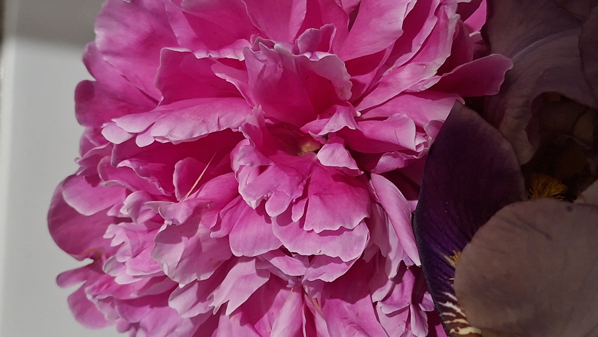 The image displays a vibrant, close-up composition featuring two distinct flowers. The dominant subject is a lush, bright pink flower, likely a peony, which fills most of the frame on the left and center. Its numerous, densely packed petals exhibit various shades of fuchsia and lighter pink, with ruffled edges and visible veining. The lighting highlights the delicate textures and creates soft shadows, adding depth to the flower's intricate structure.
To the right, a dark purple flower, possibly an iris, is partially visible and slightly out of focus. Its deep, rich purple petals provide a strong color contrast to the bright pink. Hints of lighter purple patterns and a yellow-orange "beard" structure are discernible within its folds.
The background on the far left is an out-of-focus, soft light gray or off-white, suggesting a simple, nondescript surface that allows the flowers to stand out. There is no specific activity or event taking place; the image is a static portrait of the floral subjects. The bright illumination suggests a daytime setting. No location-specific cues or visible text are present within the image. The overall impression is one of natural beauty and intricate botanical detail.