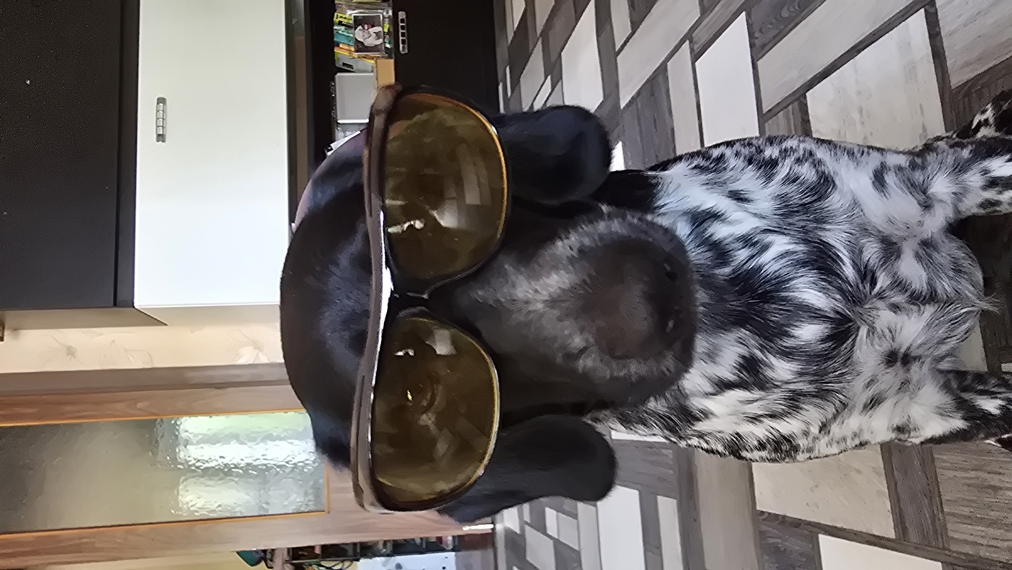 A medium-sized dog with black and white speckled fur sits indoors, wearing large yellow tinted sunglasses. The dog is looking directly at the camera, with its ears hanging down. The background shows a room with tiled flooring and a doorway with a frosted glass panel. A refrigerator or cabinet unit is visible in the background. There is no indication of the city of Novohuivynske, Ukraine, in the image.