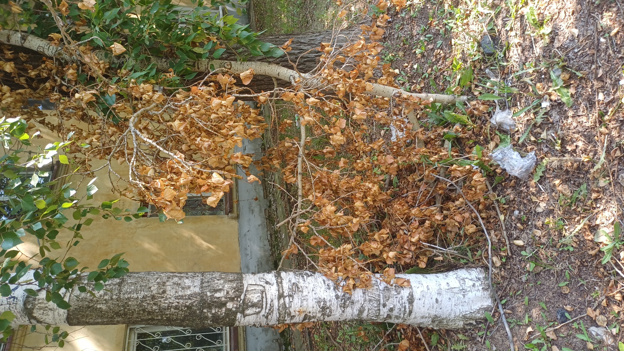 The image depicts an outdoor scene in Izhevsk, Russia, likely in a residential or park area. In the foreground, a mature birch tree with distinctive white and black bark stands prominently on the left. To the right of the birch, another tree trunk is visible, with a branch heavily laden with dried, brown leaves cascading downwards. This dead or dying branch contrasts sharply with the green leaves of the birch and other surrounding foliage.
The ground is covered with dry leaves, twigs, and patches of green grass and weeds, suggesting an autumn or late summer setting. Scattered on the ground are two pieces of crumpled clear plastic trash. In the background, a light-colored building with yellow walls and windows is visible. One window on the left has a decorative metal grille. The overall impression is one of natural elements mixed with signs of urban decay and litter.