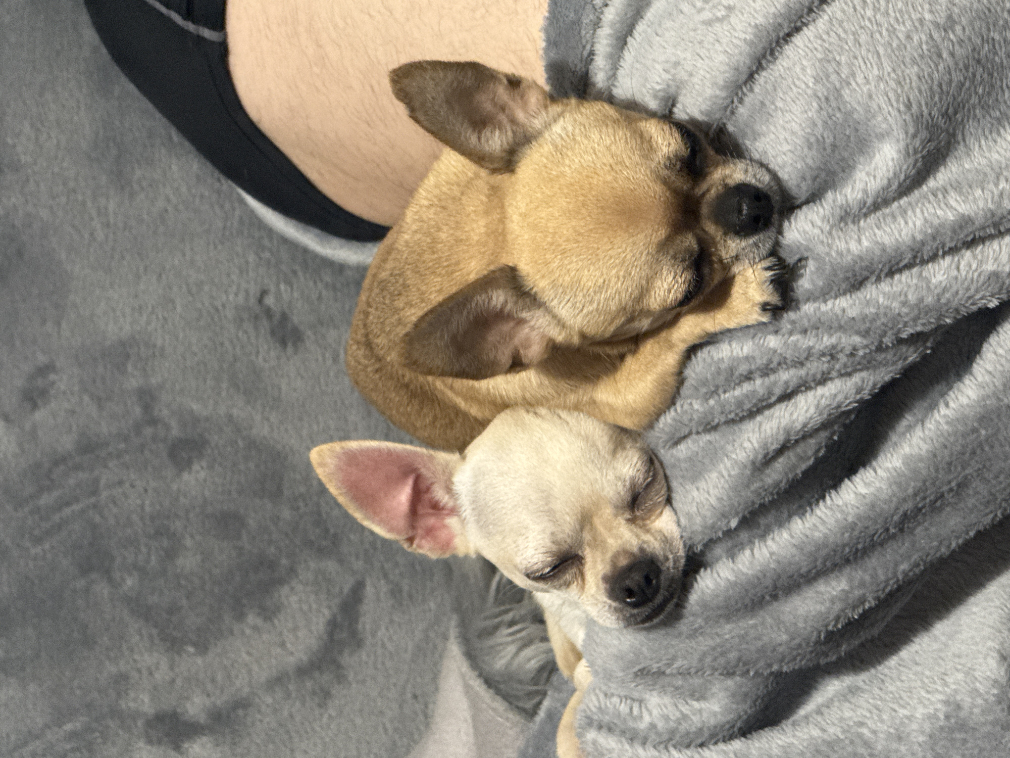 Two chihuahua dogs are sleeping on a grey blanket. One dog is tan, and the other is cream-colored. A person's leg is visible in the upper left corner of the image. The location is unknown and cannot be identified based on the visual information provided.