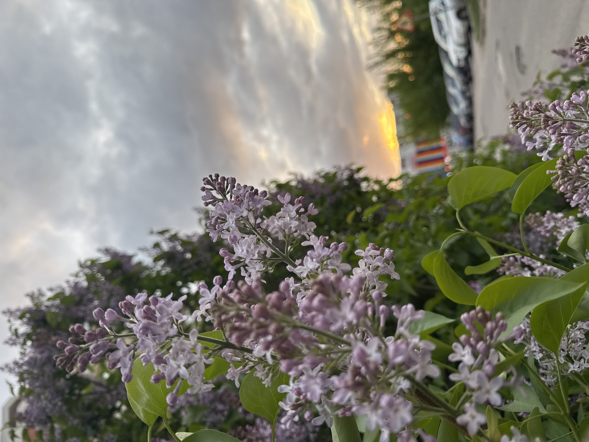 The image features lilac blossoms in the foreground, their delicate purple and white flowers contrasted against green leaves. Beyond the blossoms, a blurred street scene unfolds, including parked vehicles and hints of greenery. The sky, filled with dramatic clouds, glows with a soft, golden light, possibly indicative of sunrise or sunset. A rainbow pattern is visible between the vehicles, adding a hint of vibrant color to the scene. The location is in a city, but more specific details are unavailable.